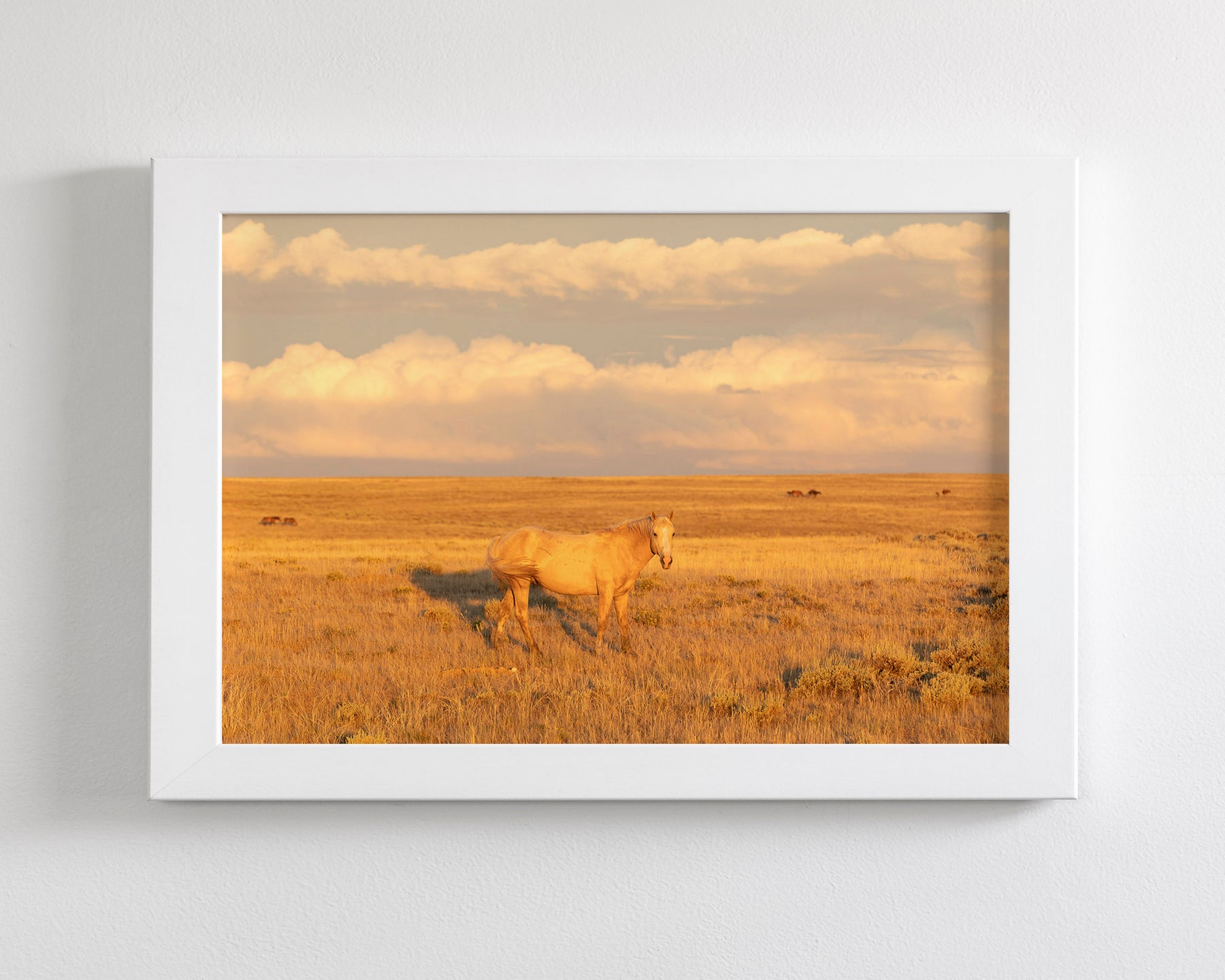 Wild Palomino Glow