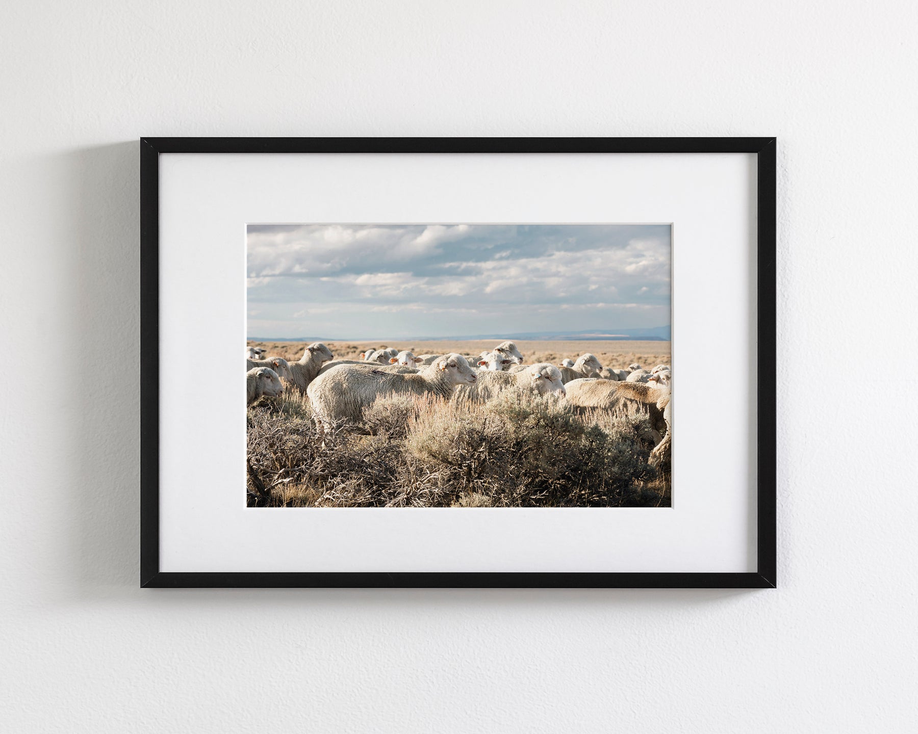Sheep on the Go
