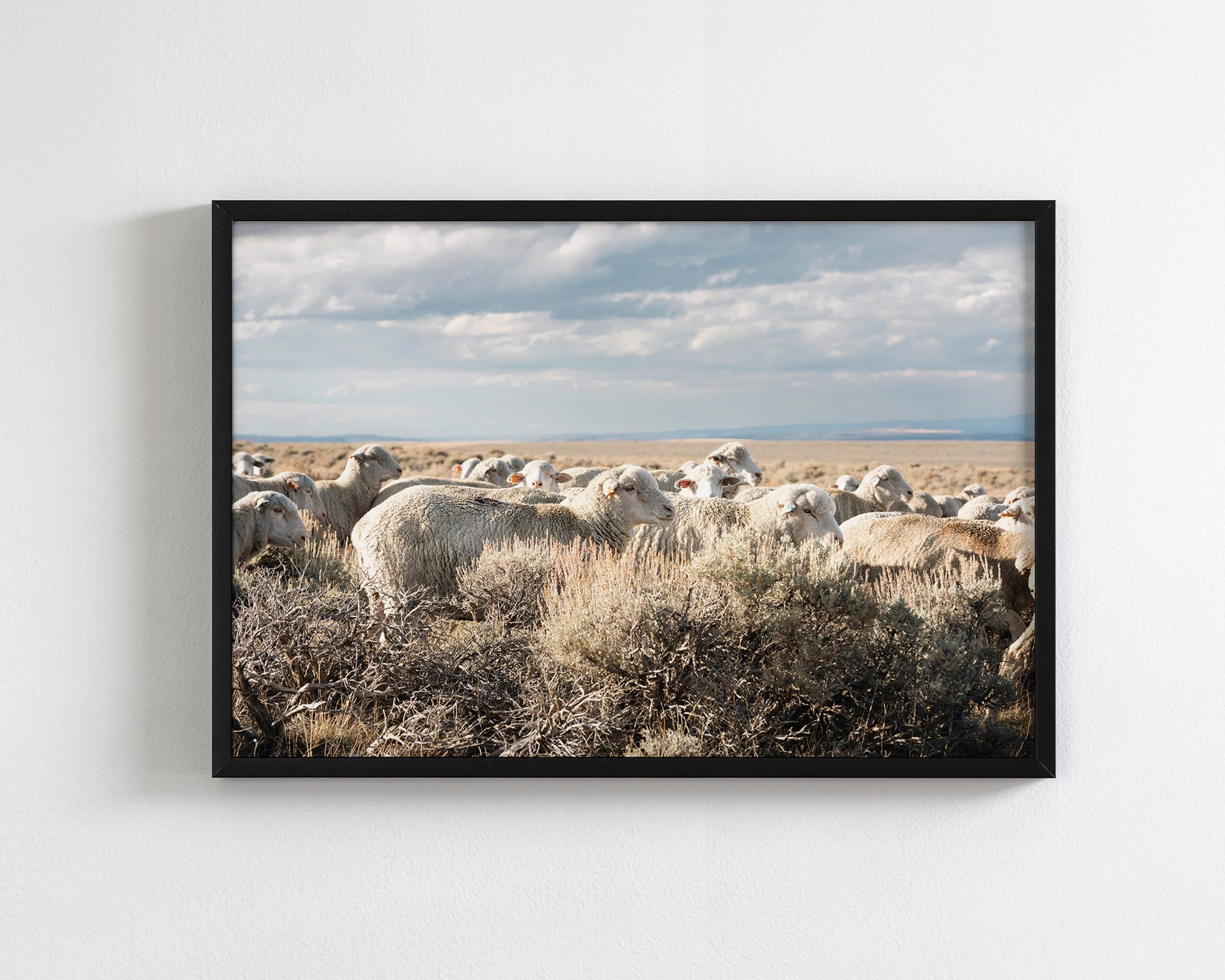 Sheep on the Go