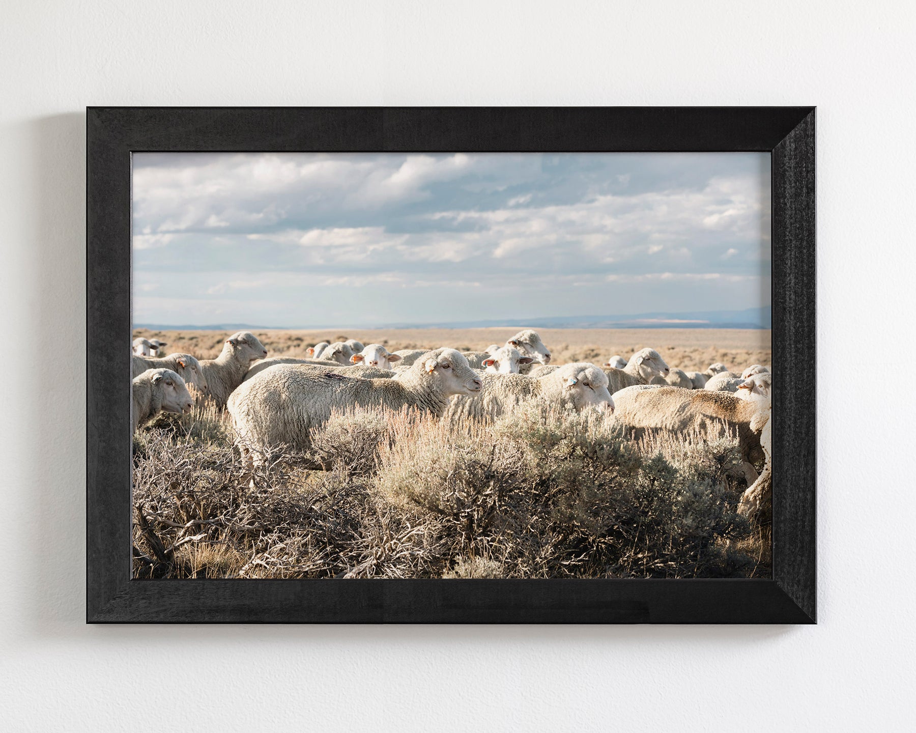 Sheep on the Go