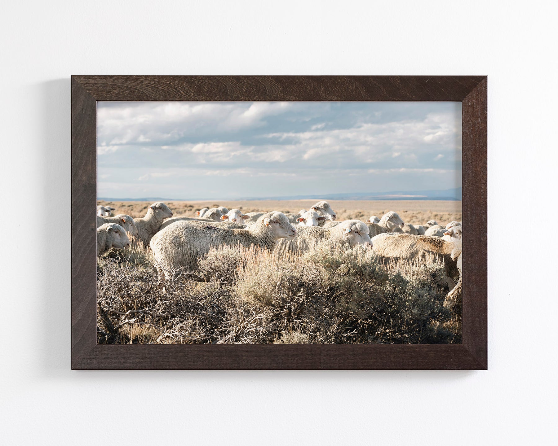 Sheep on the Go