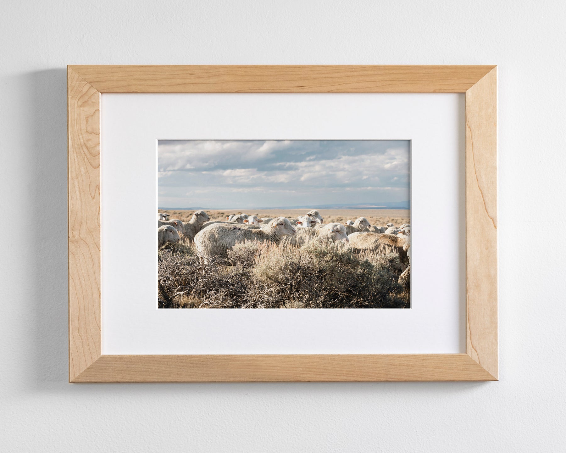 Sheep on the Go