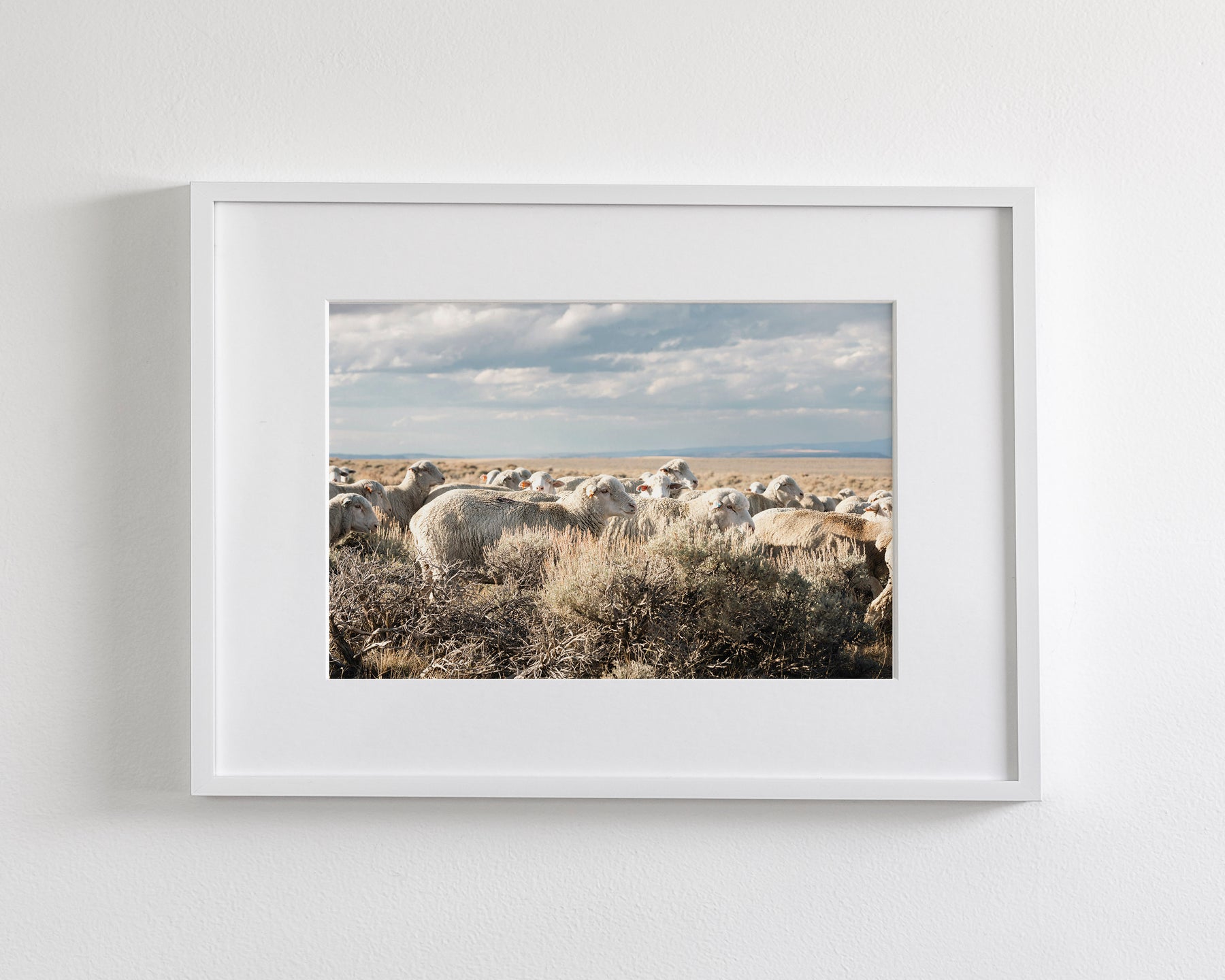 Sheep on the Go