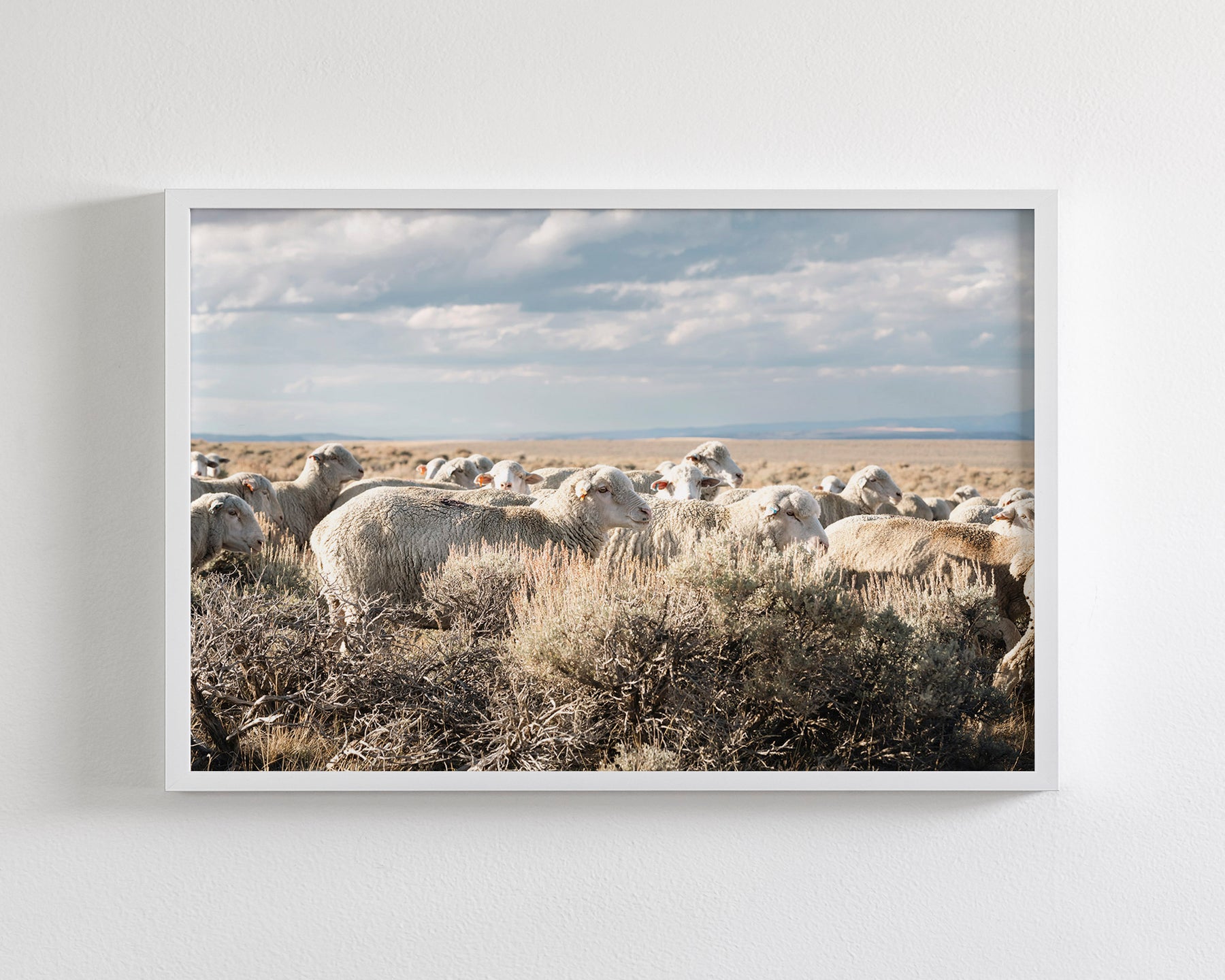 Sheep on the Go