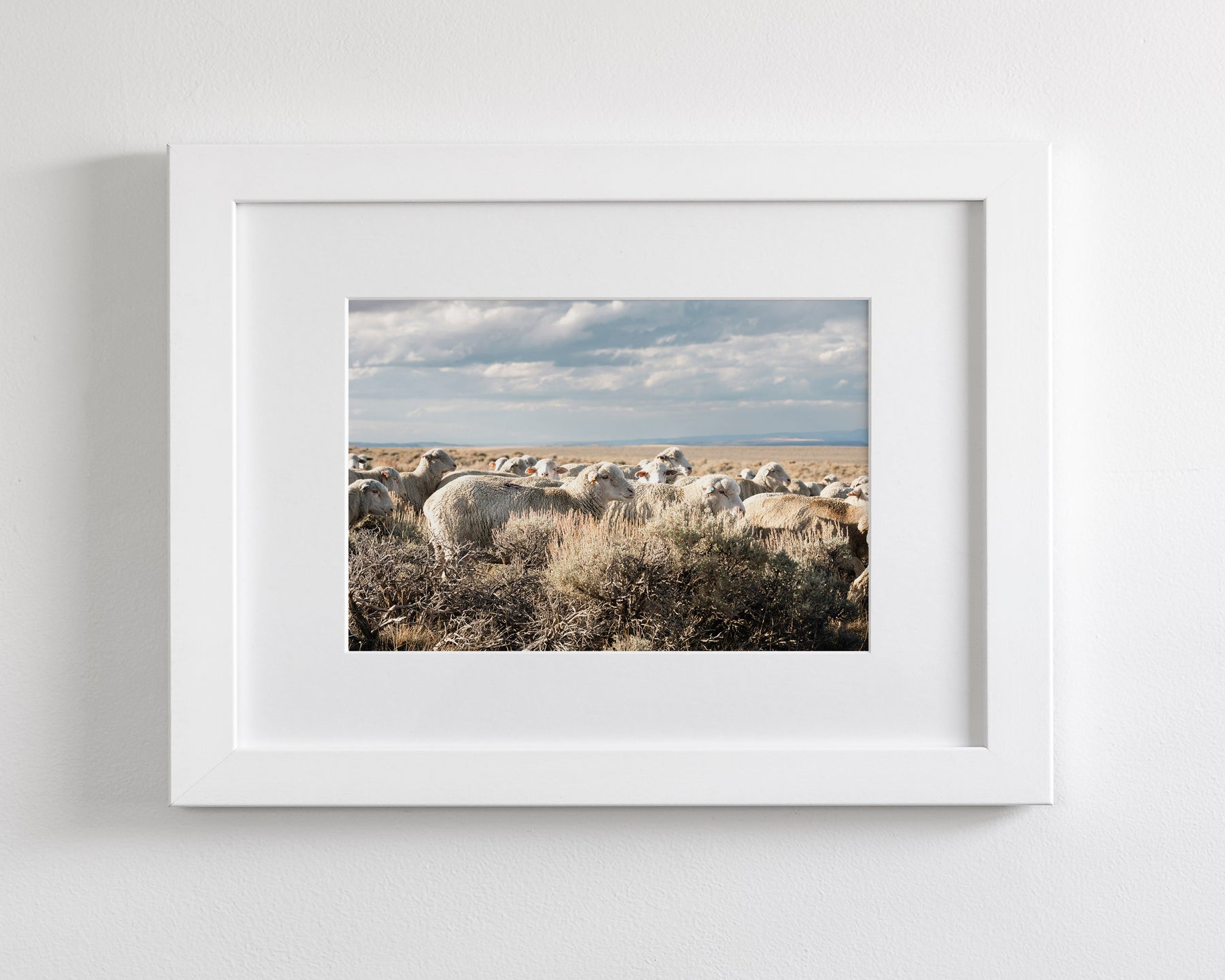 Sheep on the Go