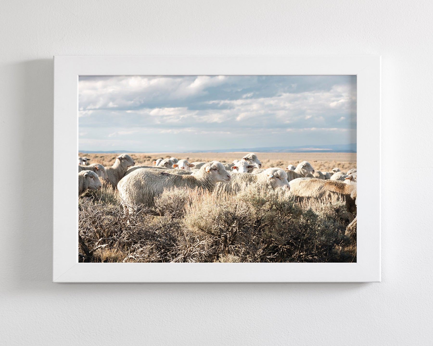 Sheep on the Go