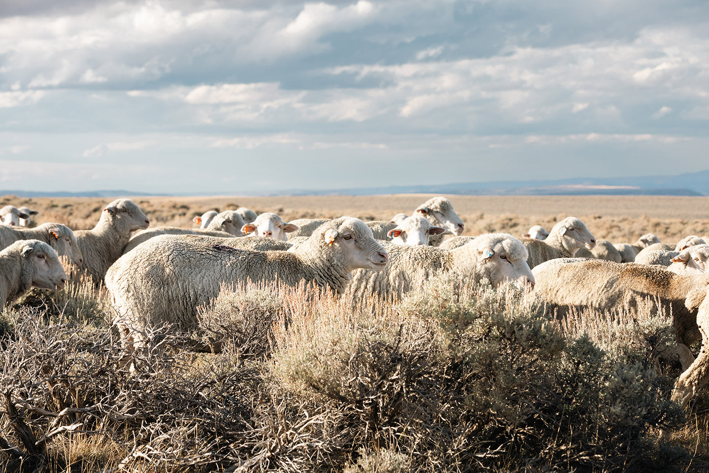 Sheep on the Go