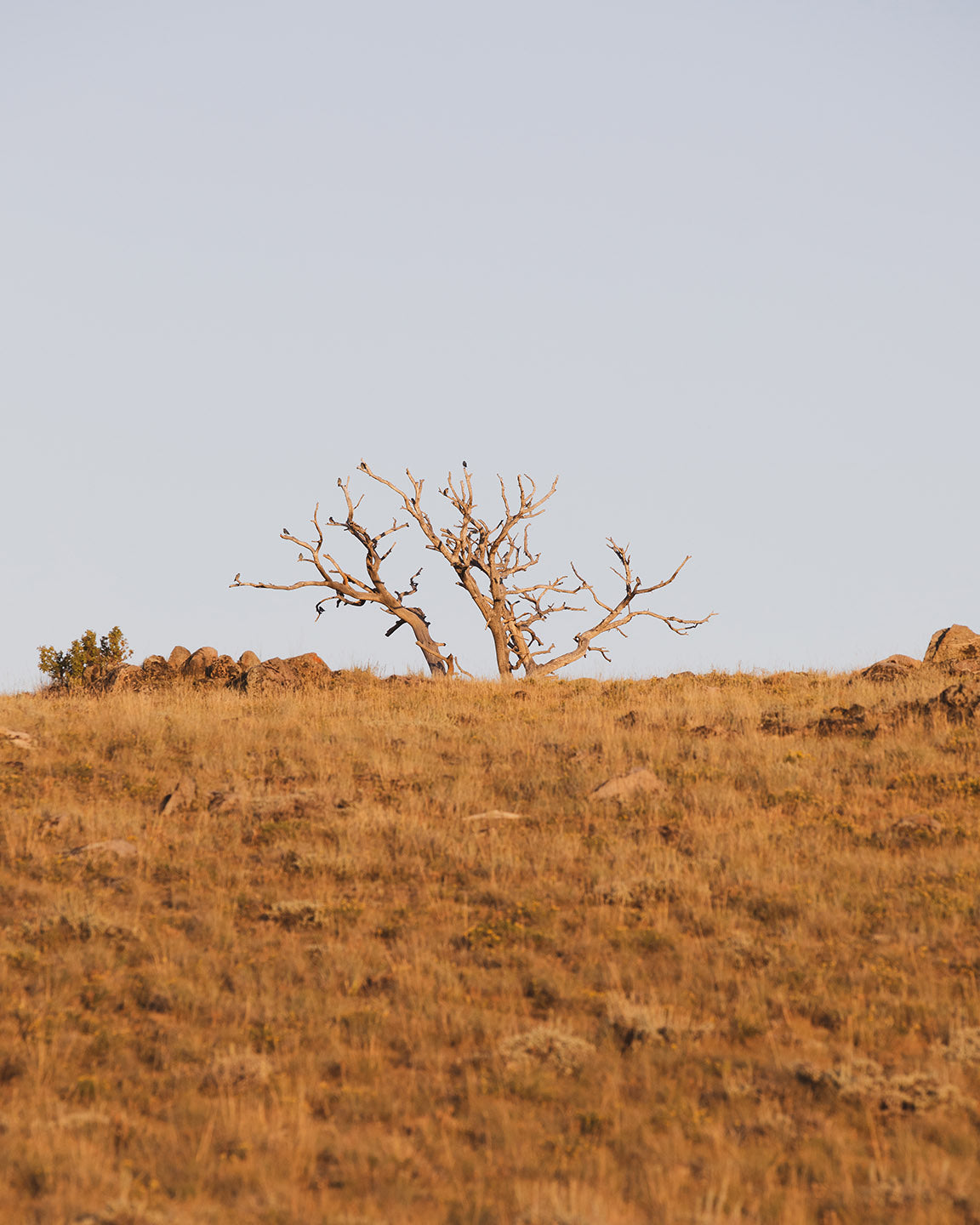 Warm Barren Landscape