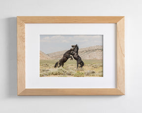 Black Stallion Battle- Wild Horses