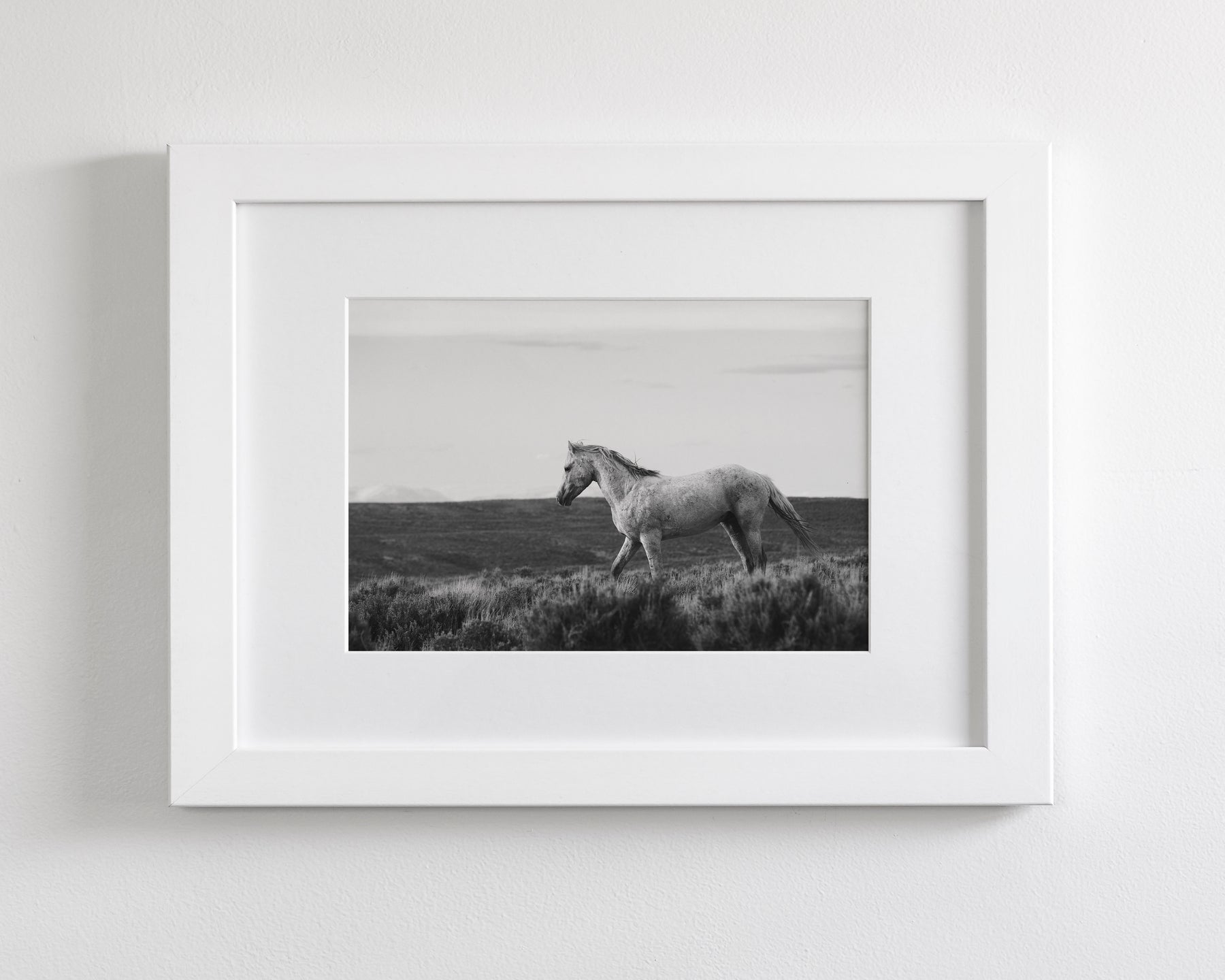 Endeavor - Wild Stallion Photograph Black and White