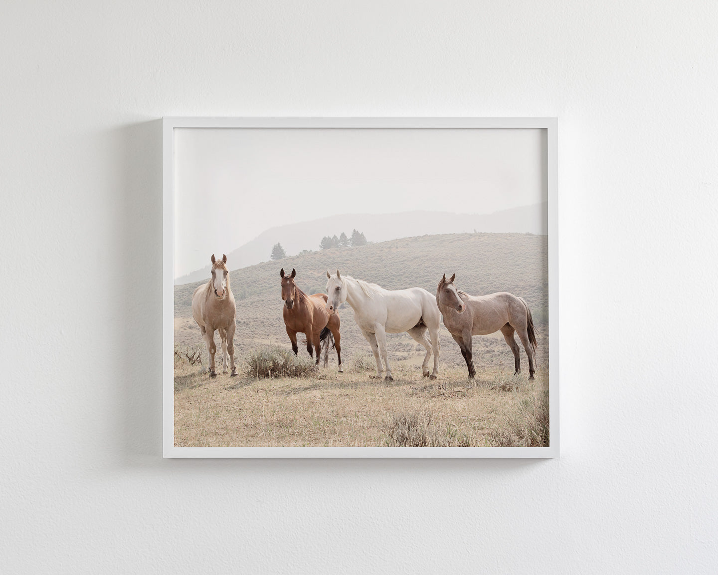 Hillside Horses