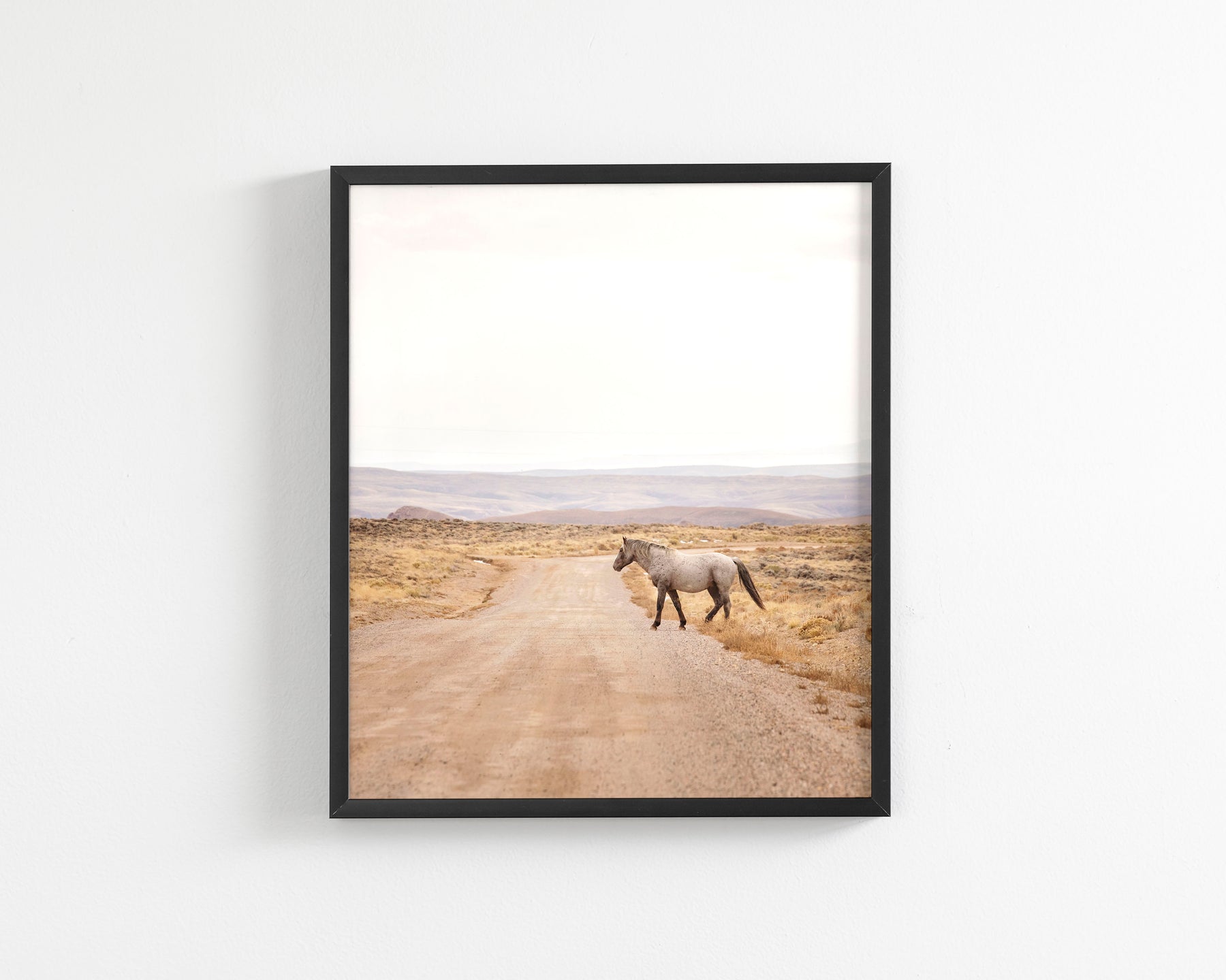 Desert Stallion, color