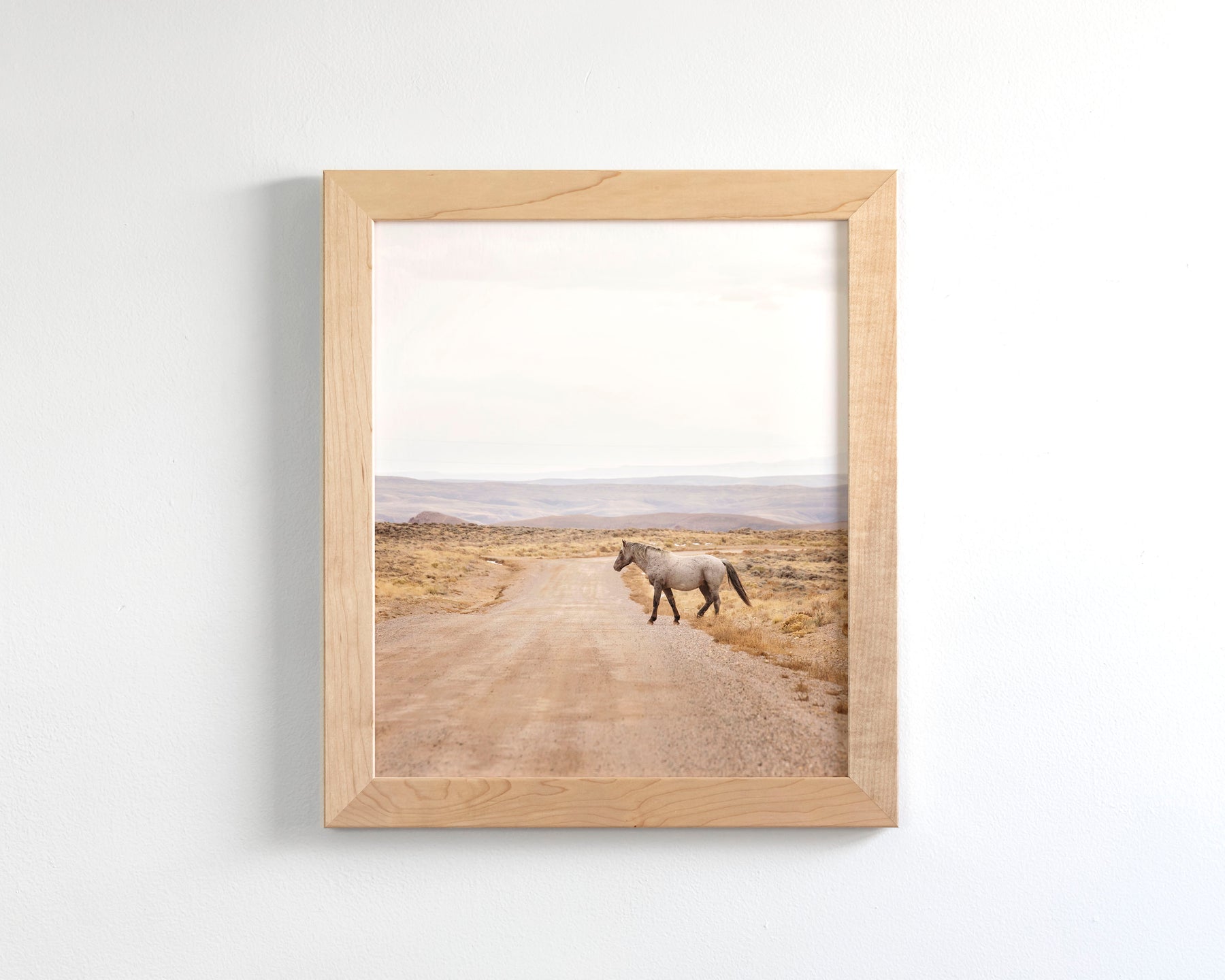 Desert Stallion, color