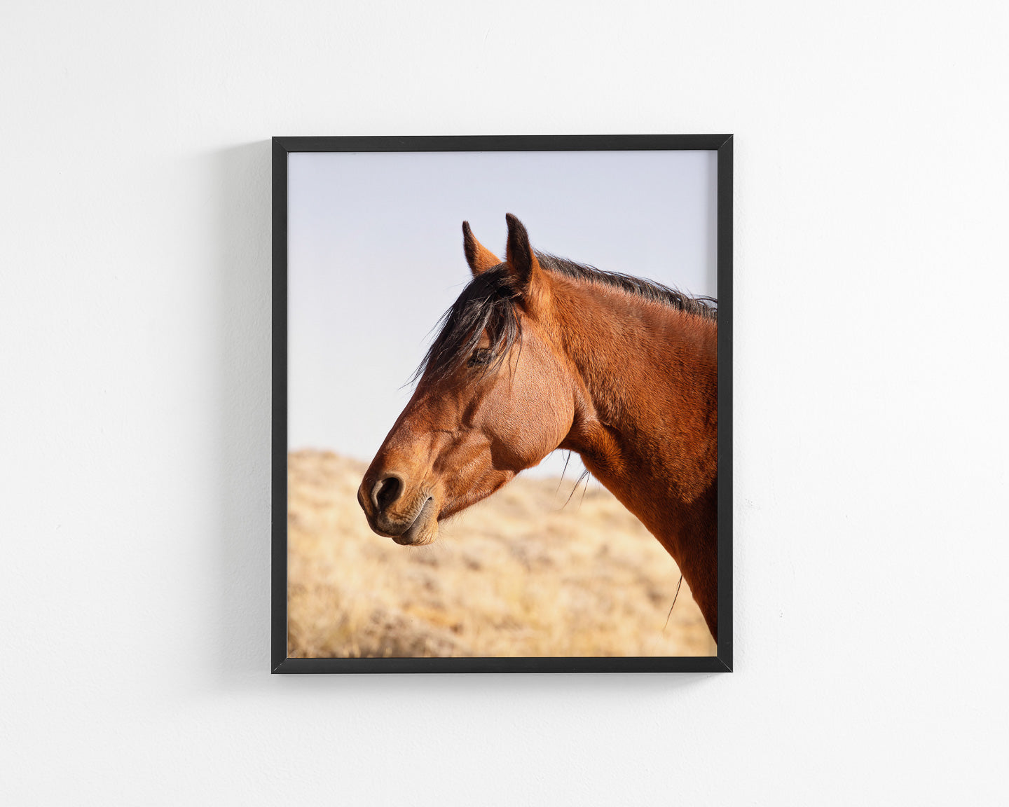 Wild Bay Horse Profile