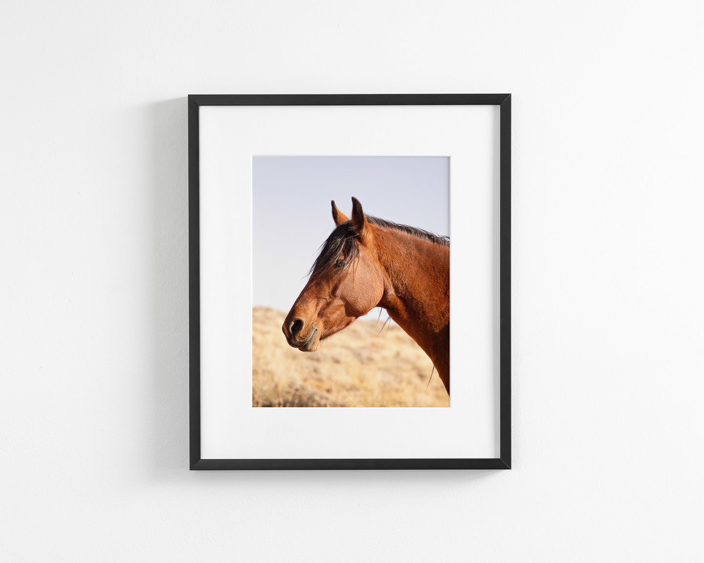 Wild Bay Horse Profile