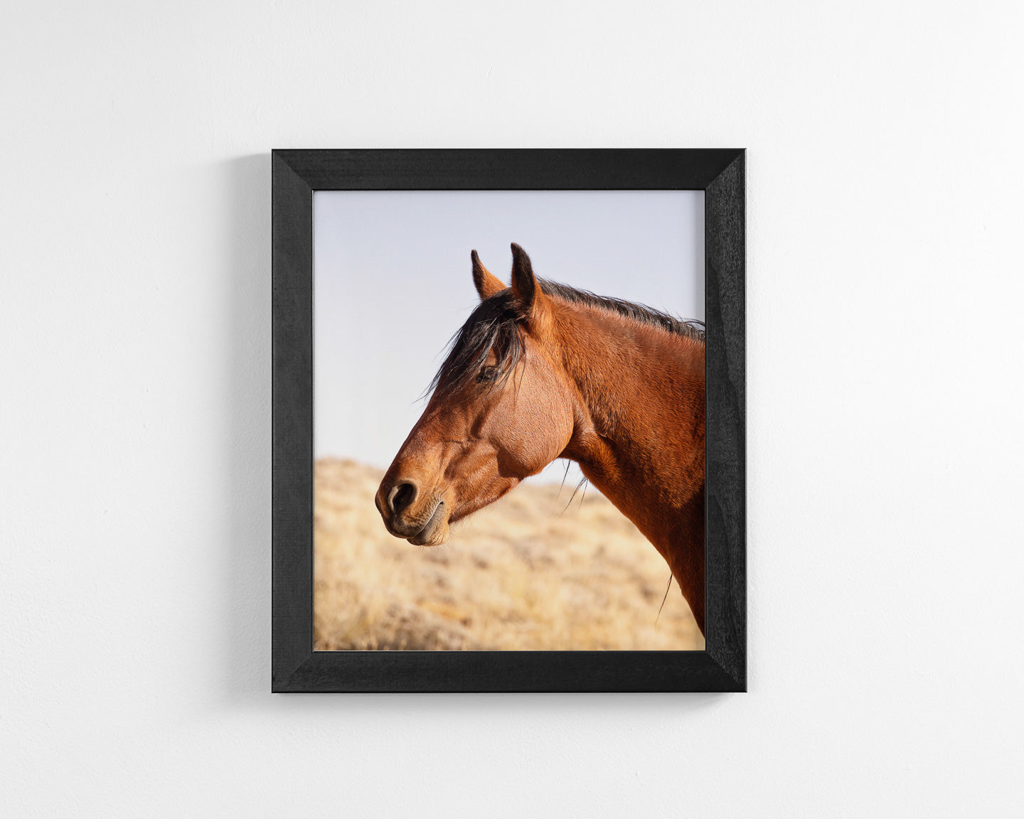 Wild Bay Horse Profile
