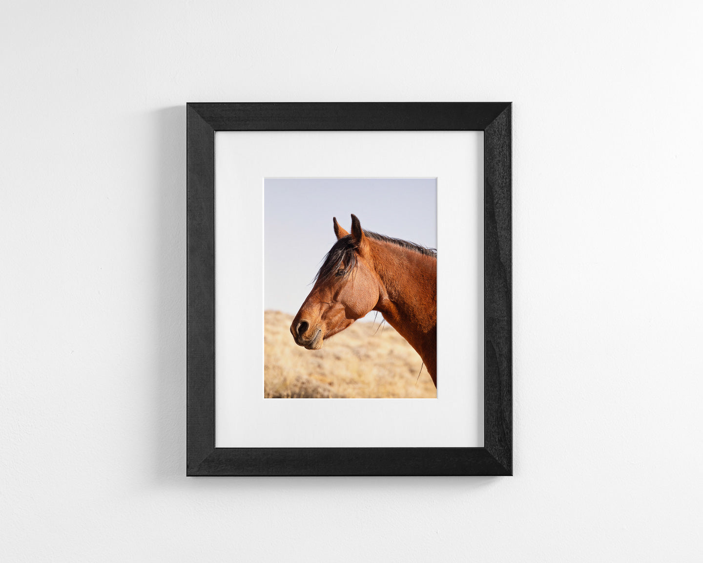Wild Bay Horse Profile