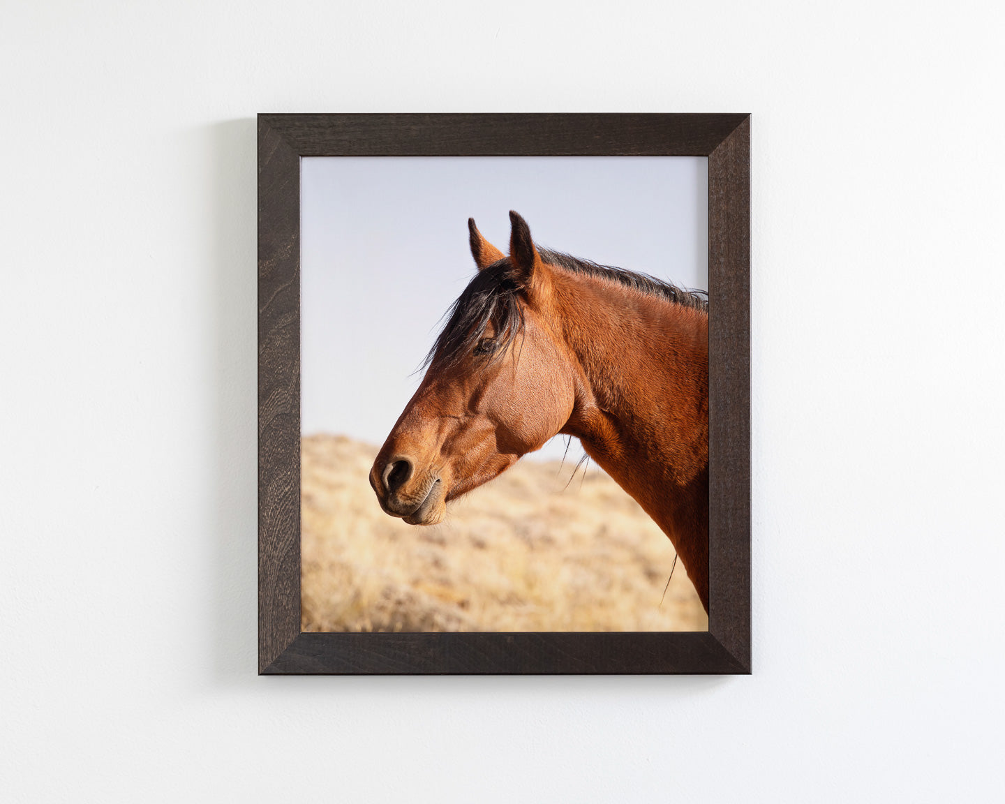 Wild Bay Horse Profile