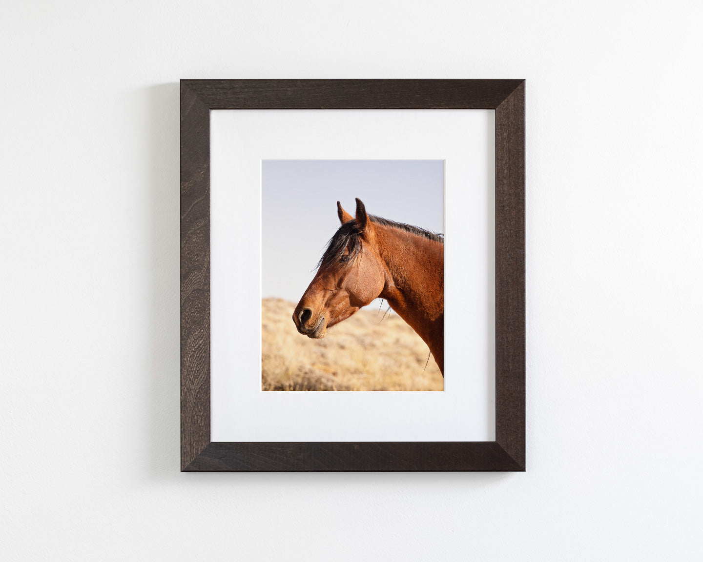 Wild Bay Horse Profile