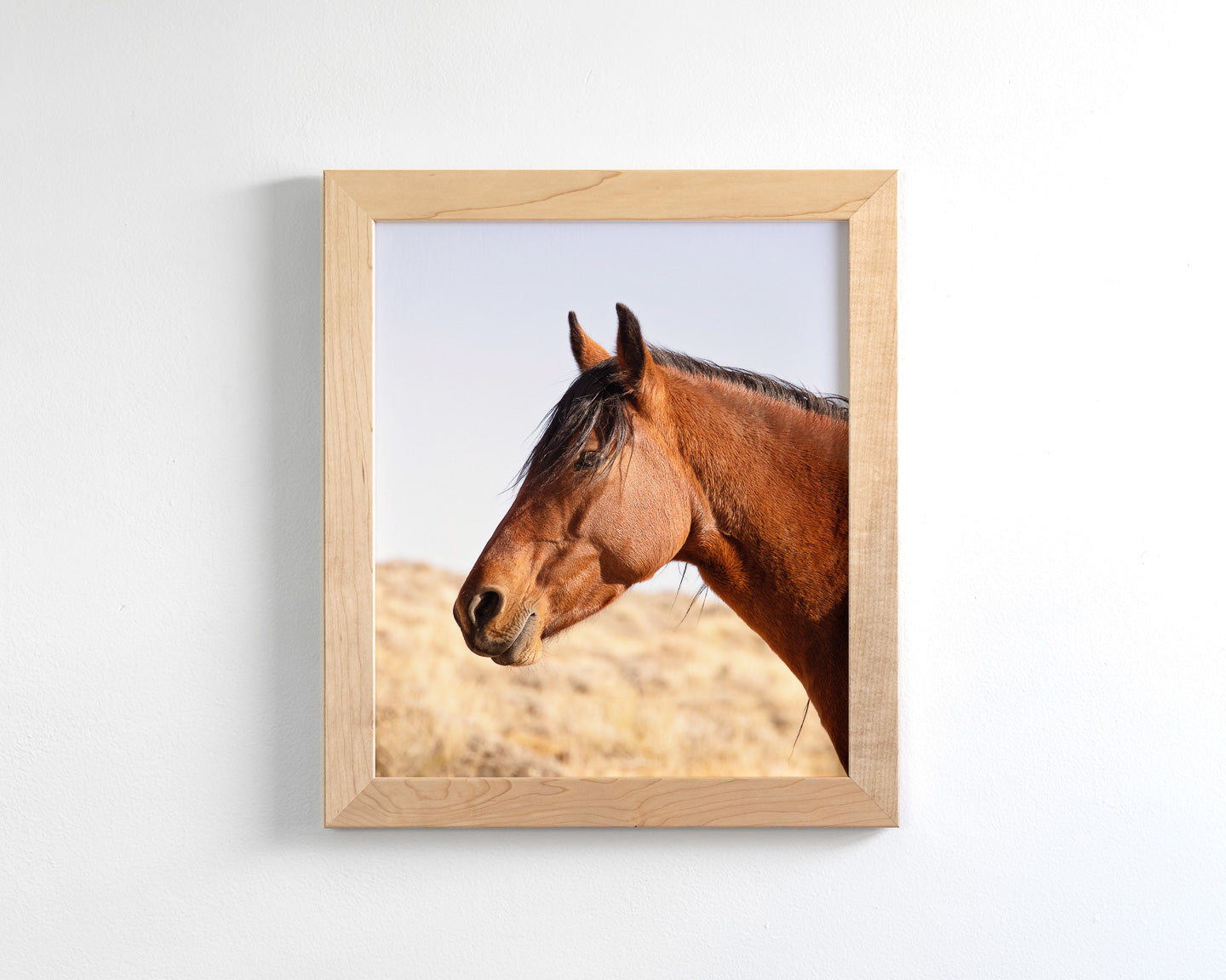 Wild Bay Horse Profile