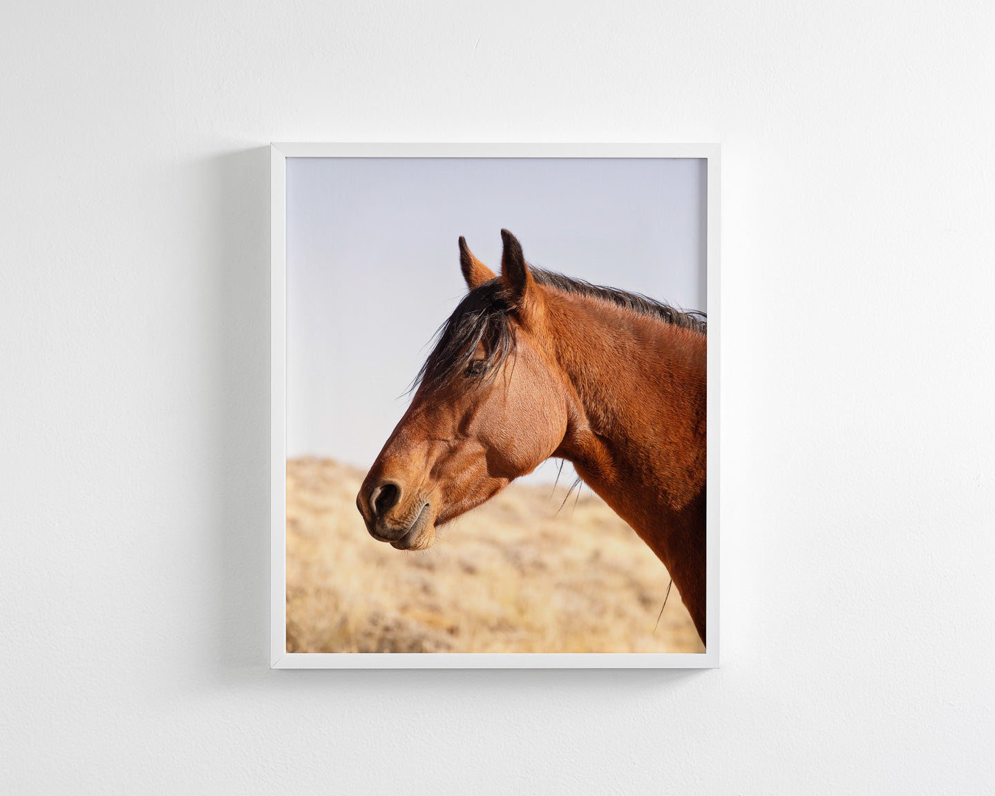 Wild Bay Horse Profile