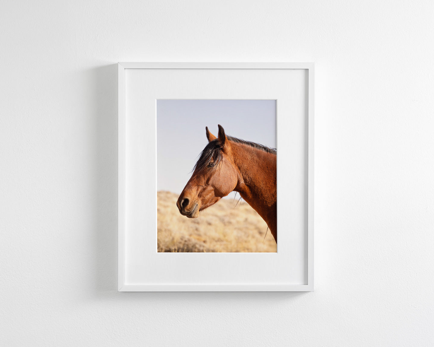 Wild Bay Horse Profile