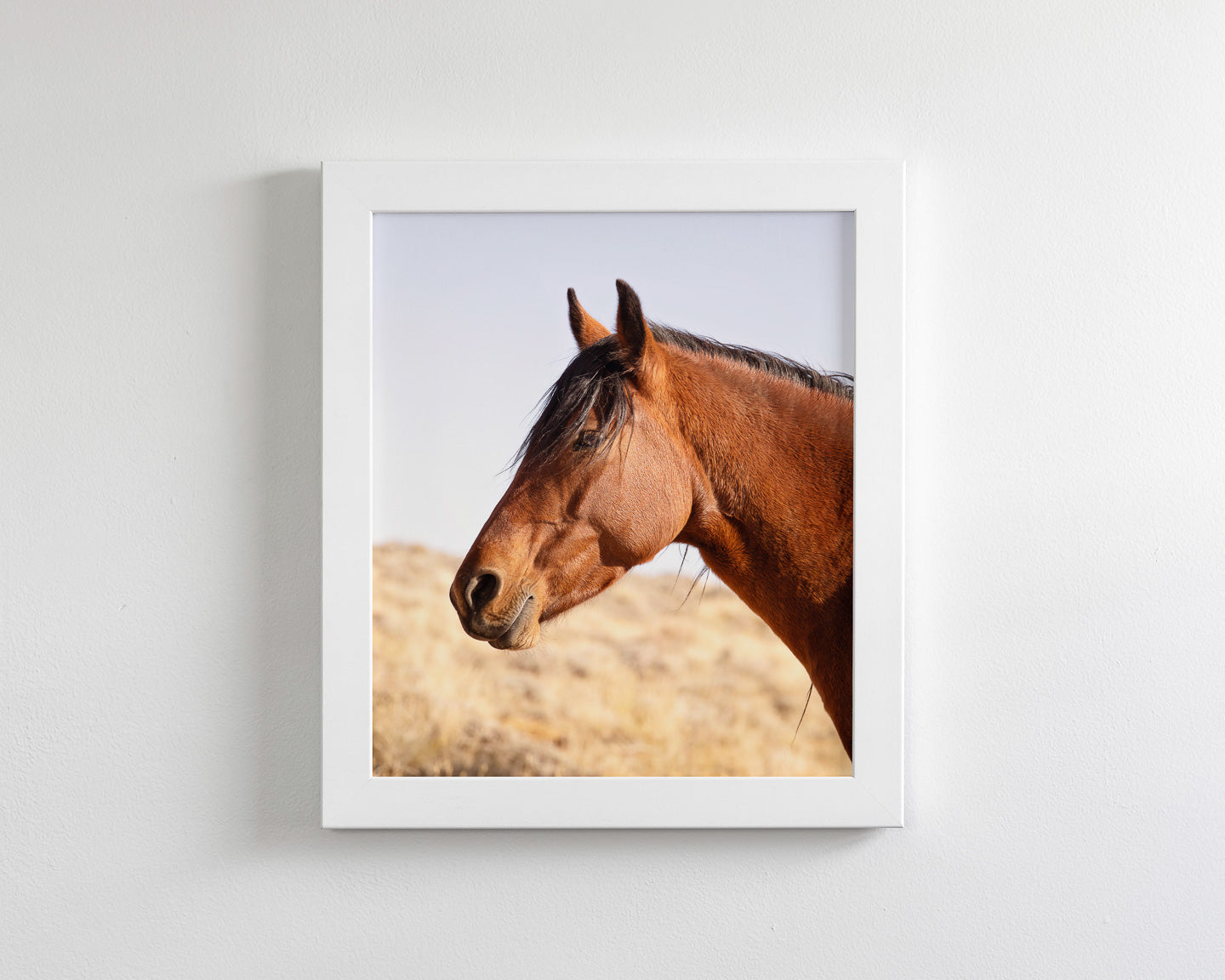 Wild Bay Horse Profile