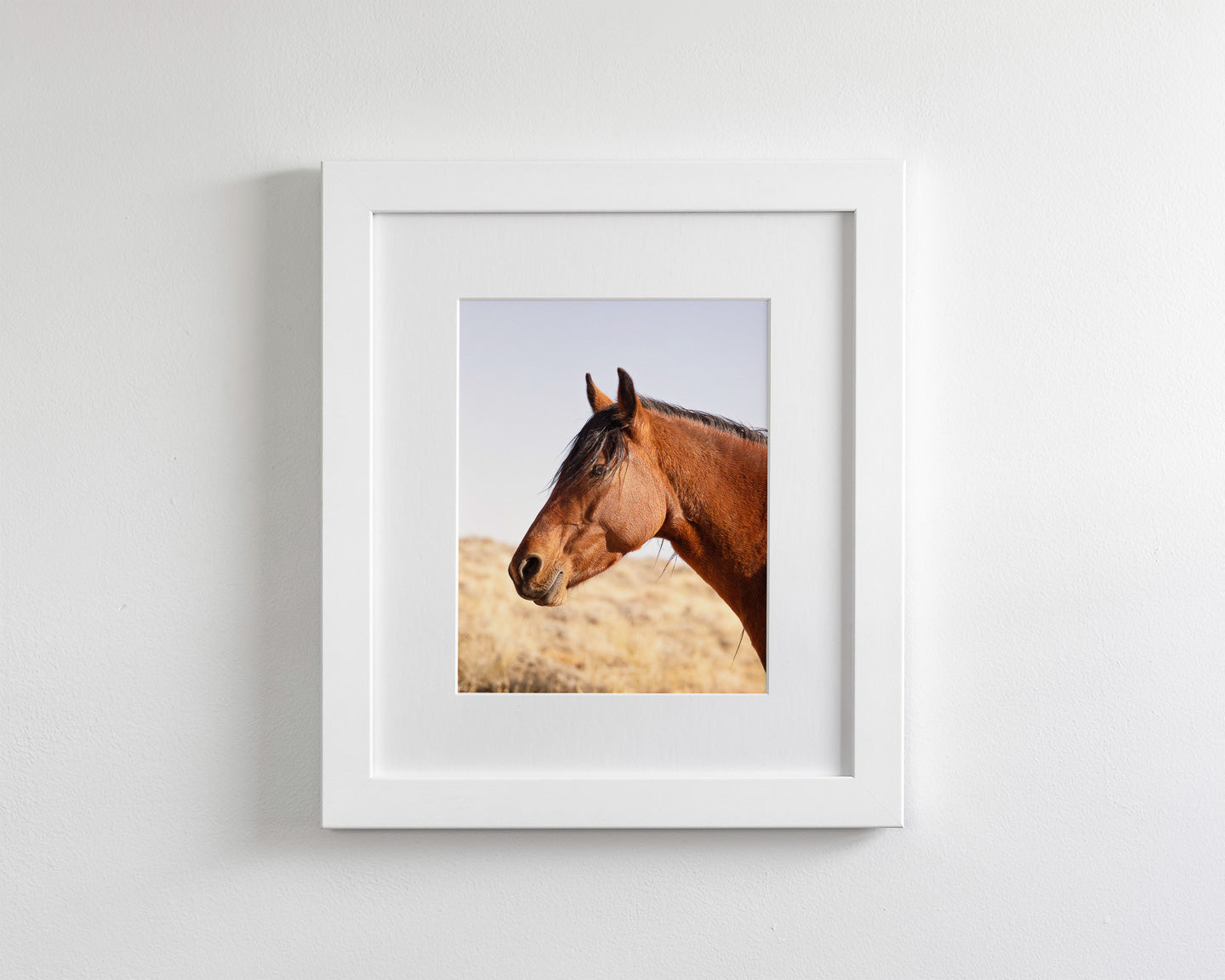 Wild Bay Horse Profile