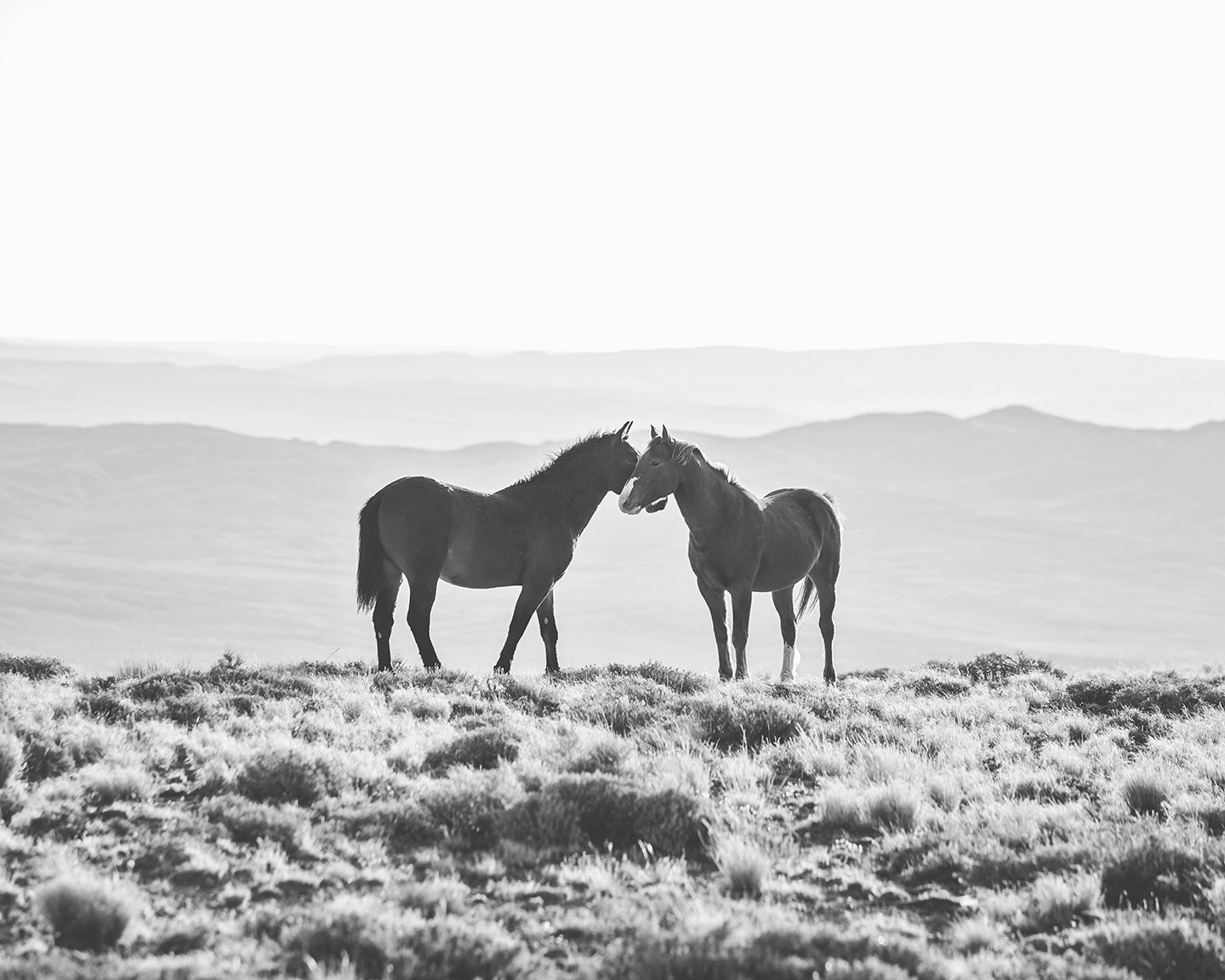 Wild Horse Embrace