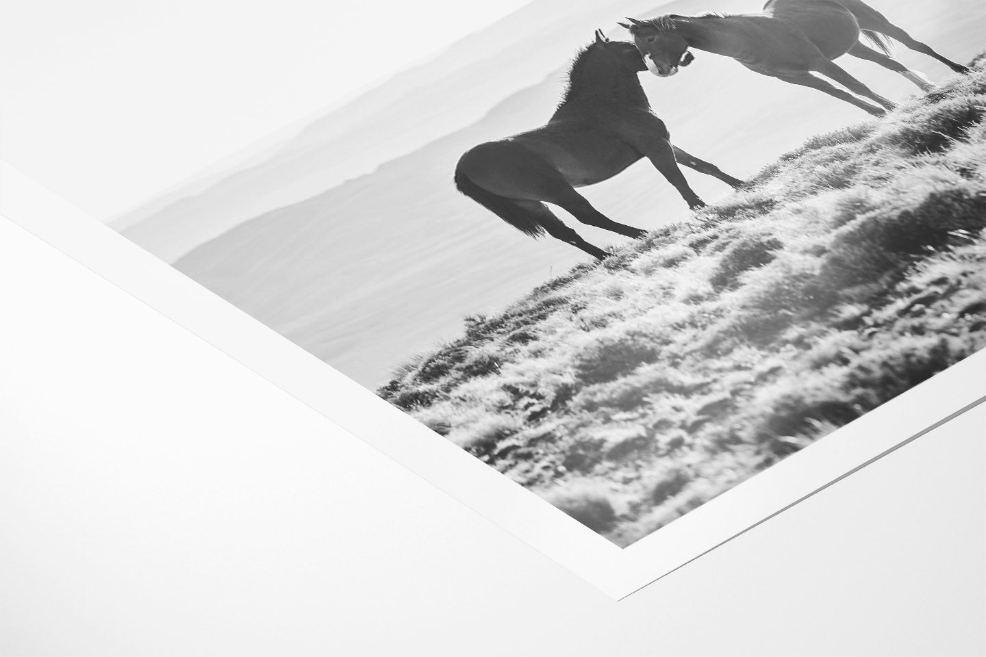 Wild Horse Embrace