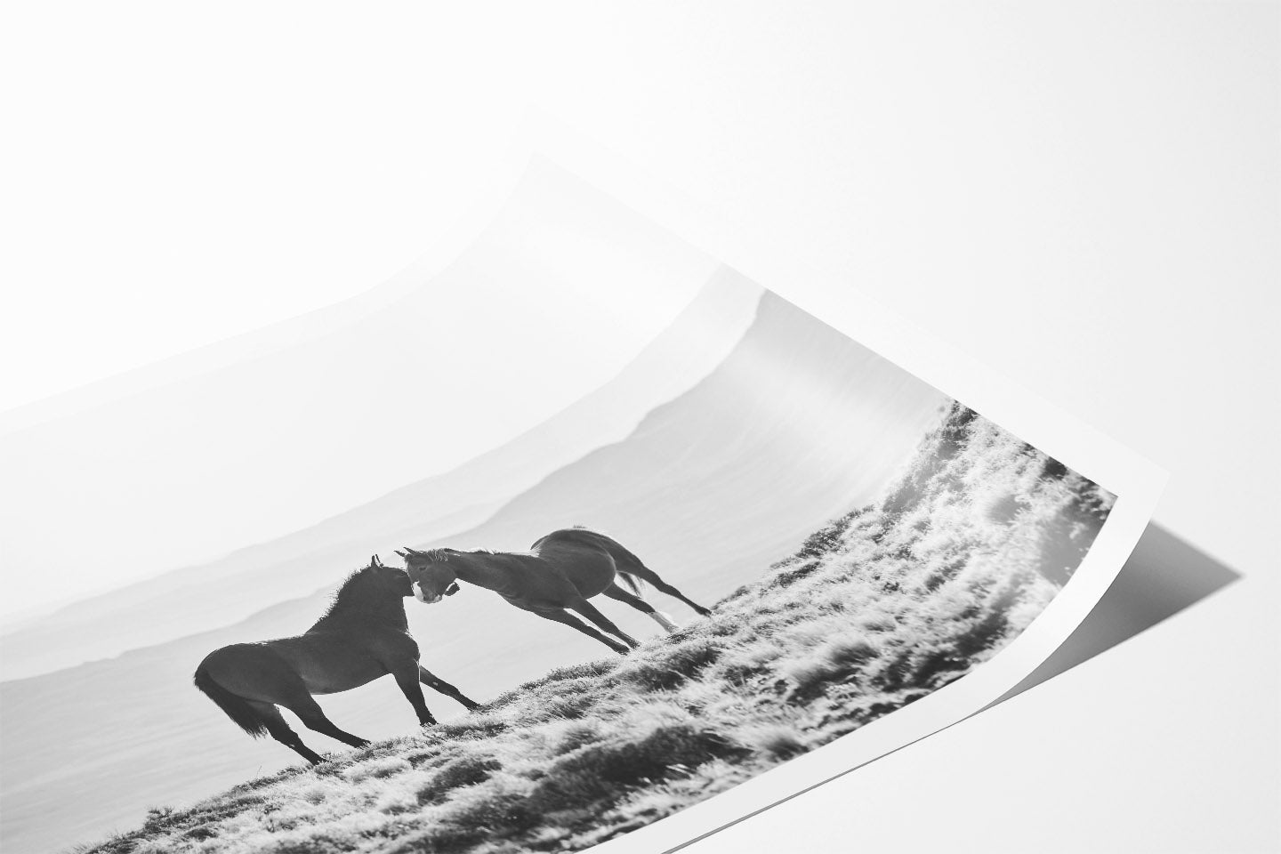 Wild Horse Embrace