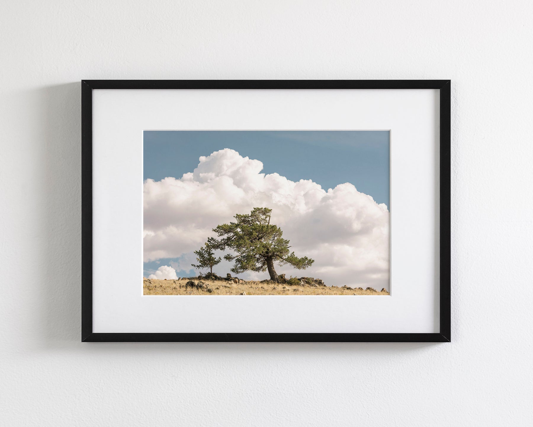 Wind Swept Tree