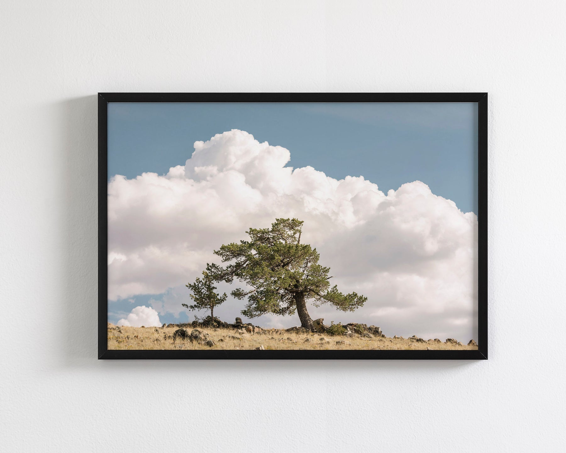 Wind Swept Tree