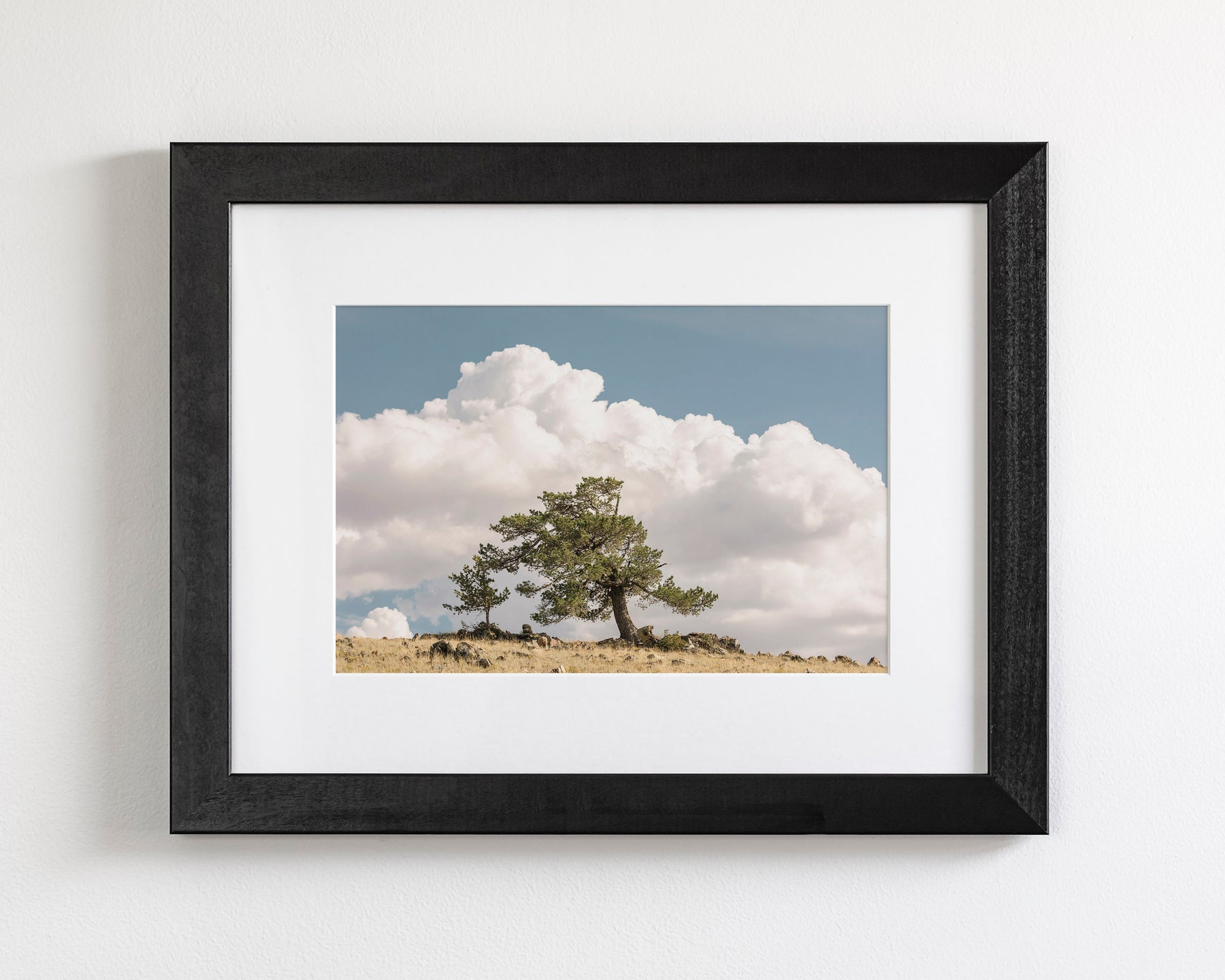 Wind Swept Tree