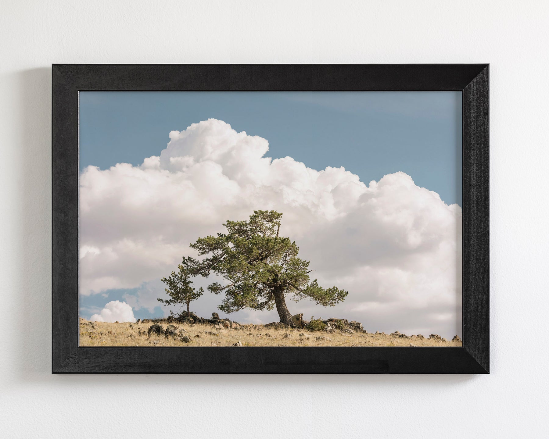 Wind Swept Tree