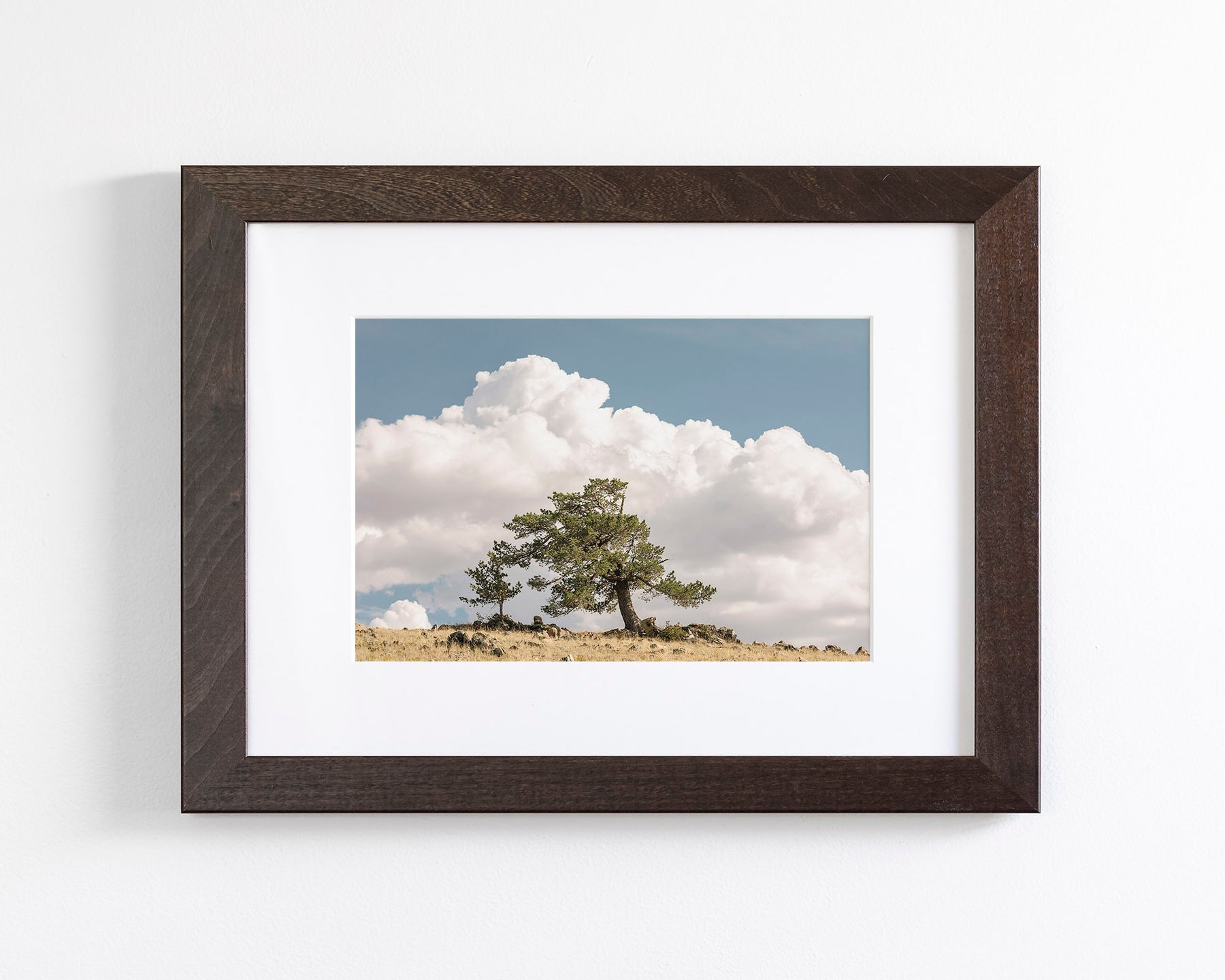 Wind Swept Tree