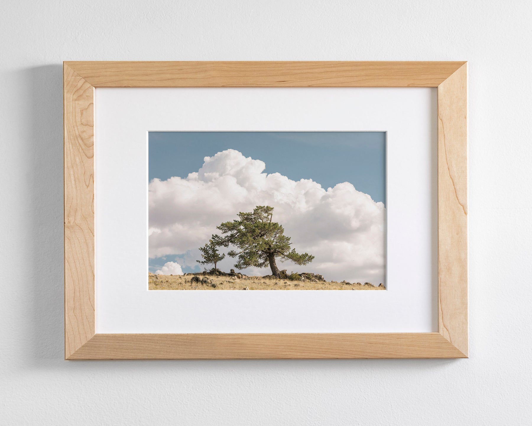 Wind Swept Tree