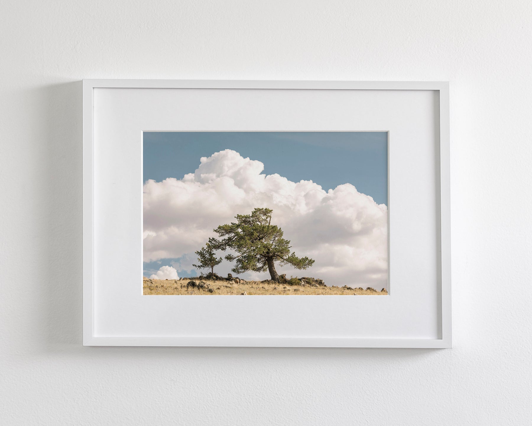 Wind Swept Tree