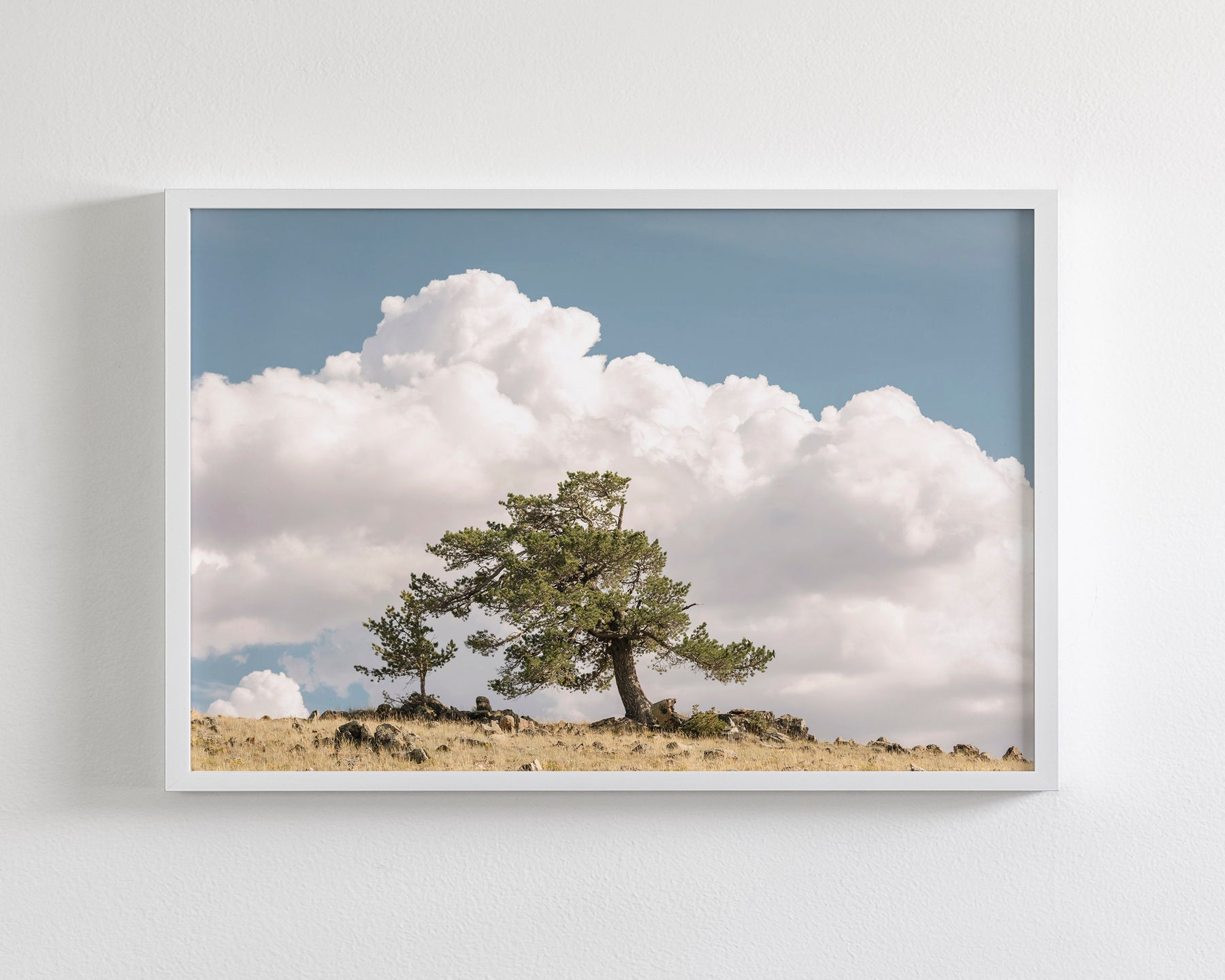 Wind Swept Tree