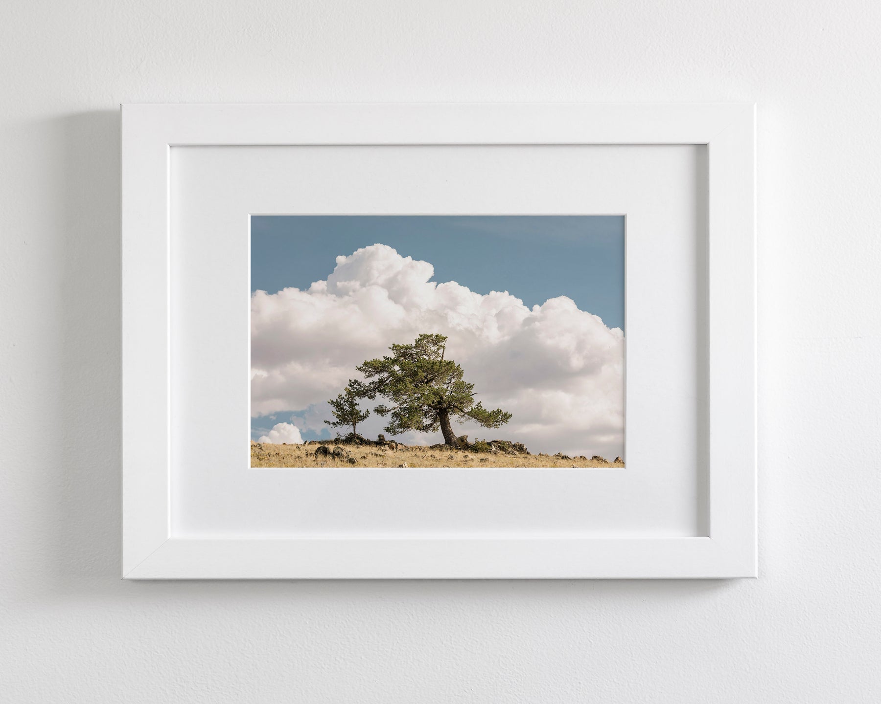 Wind Swept Tree