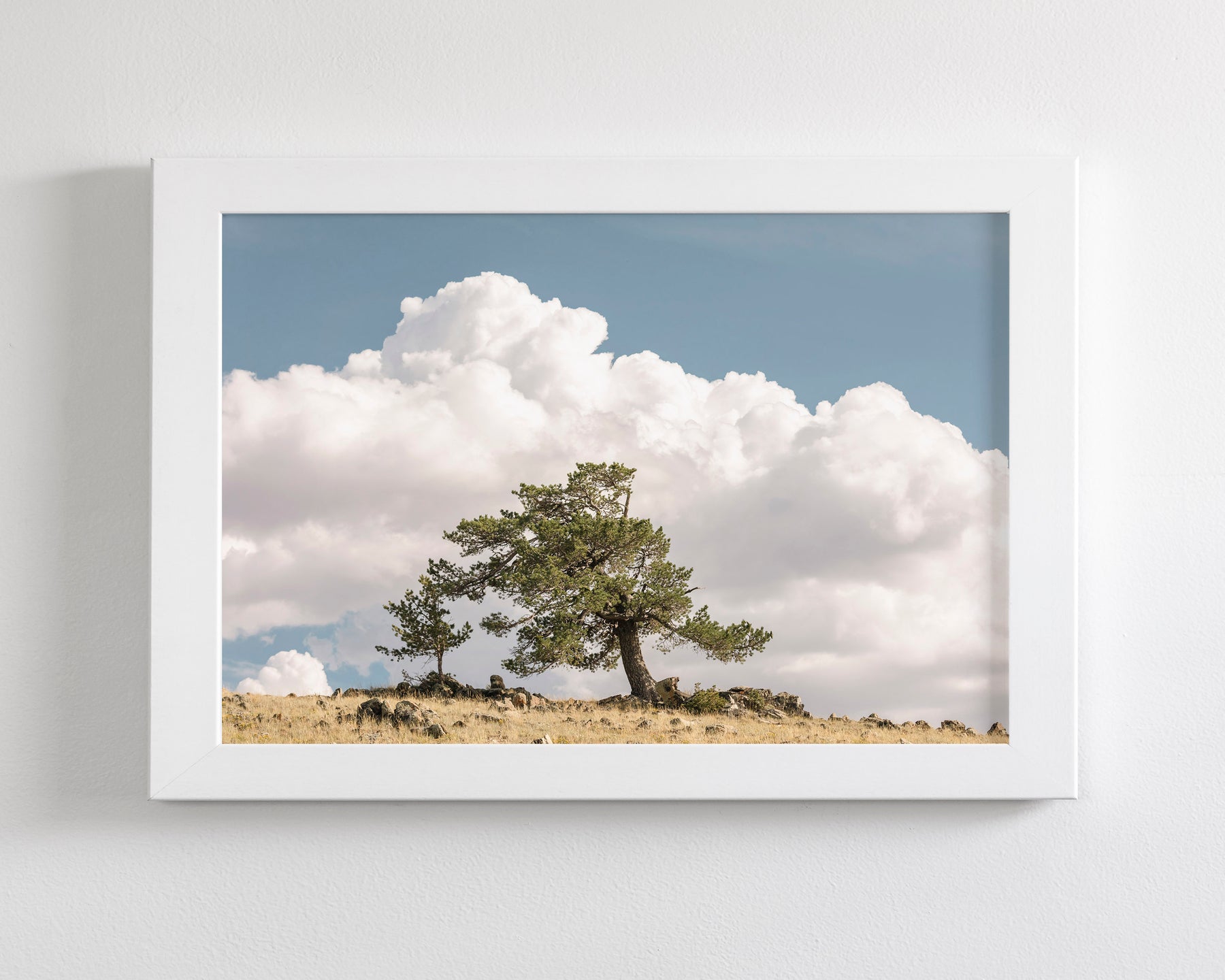 Wind Swept Tree