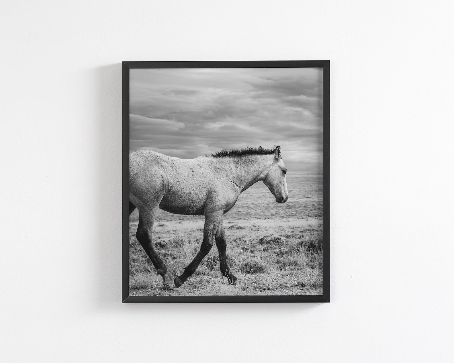 Young Buckskin Run