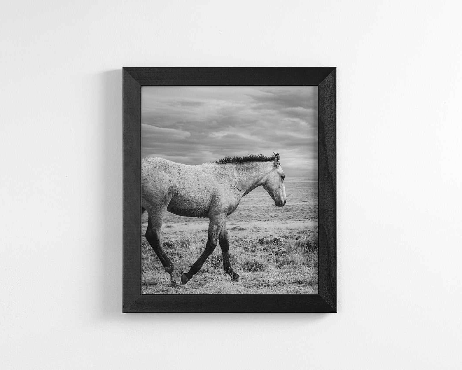 Young Buckskin Run