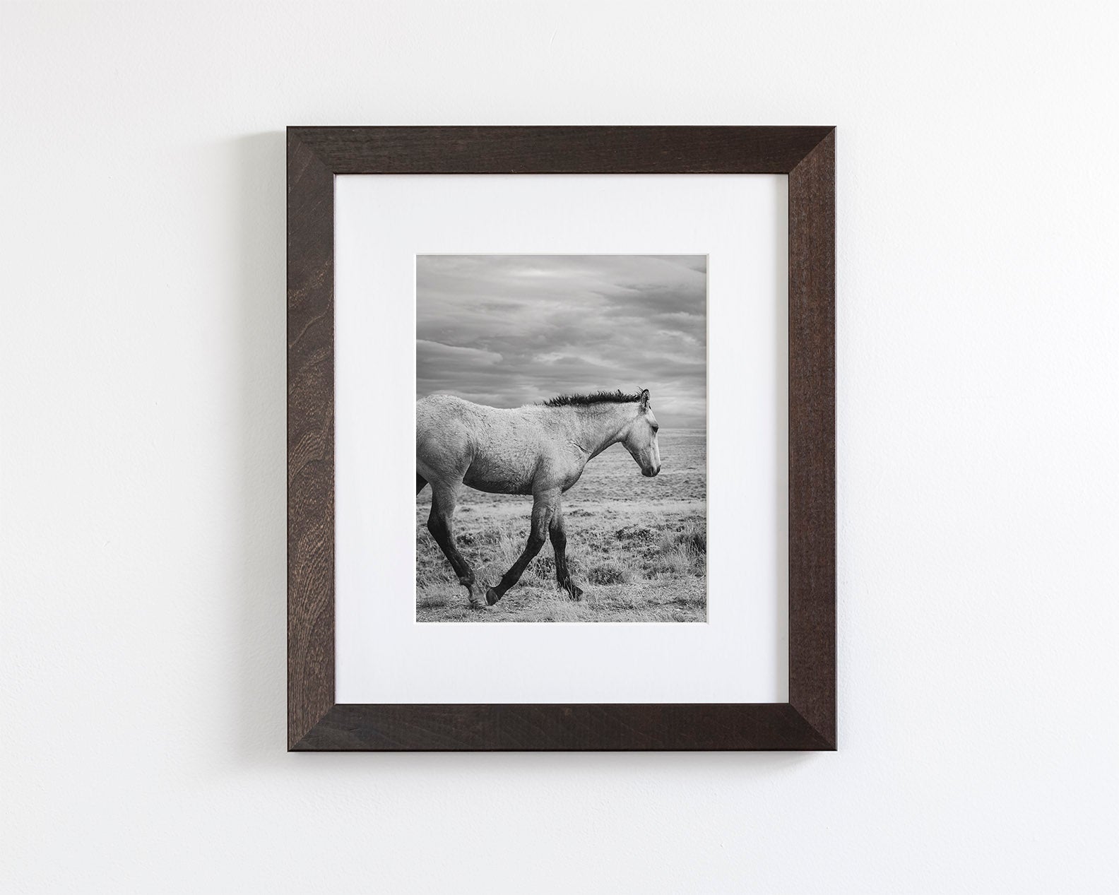 Young Buckskin Run