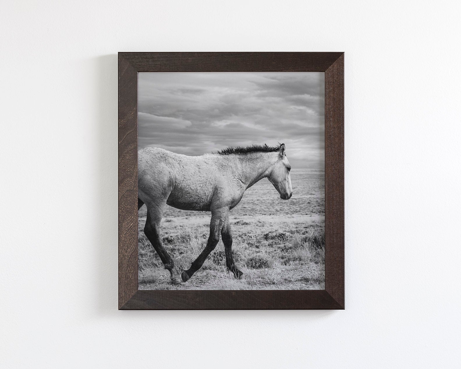 Young Buckskin Run
