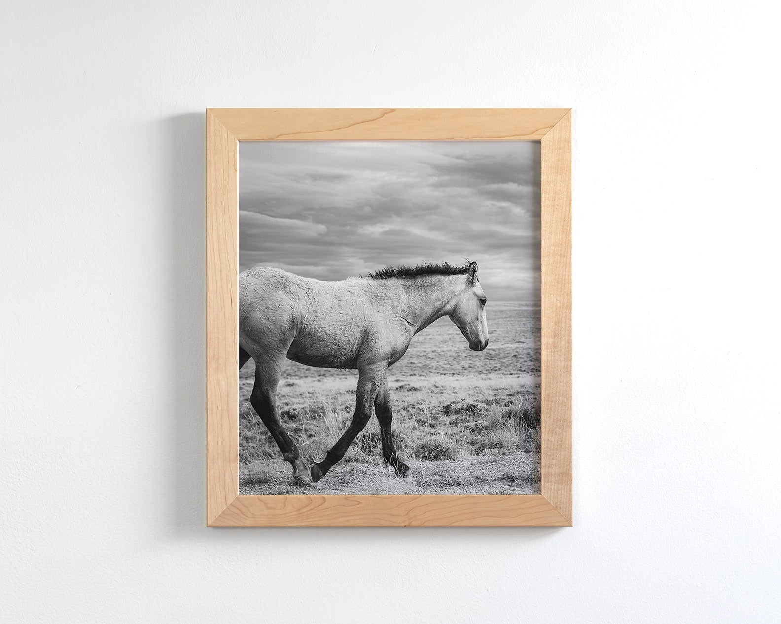 Young Buckskin Run