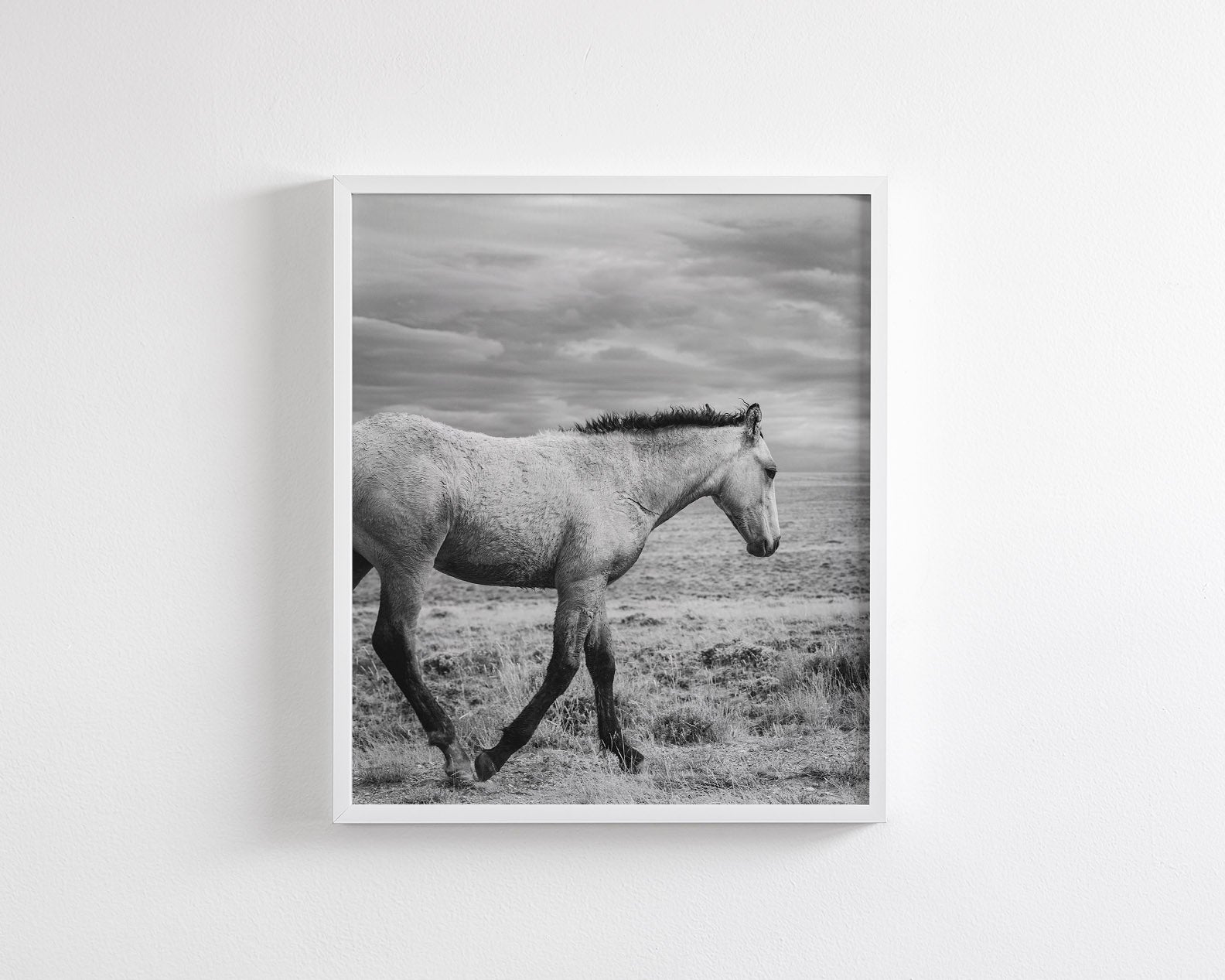 Young Buckskin Run