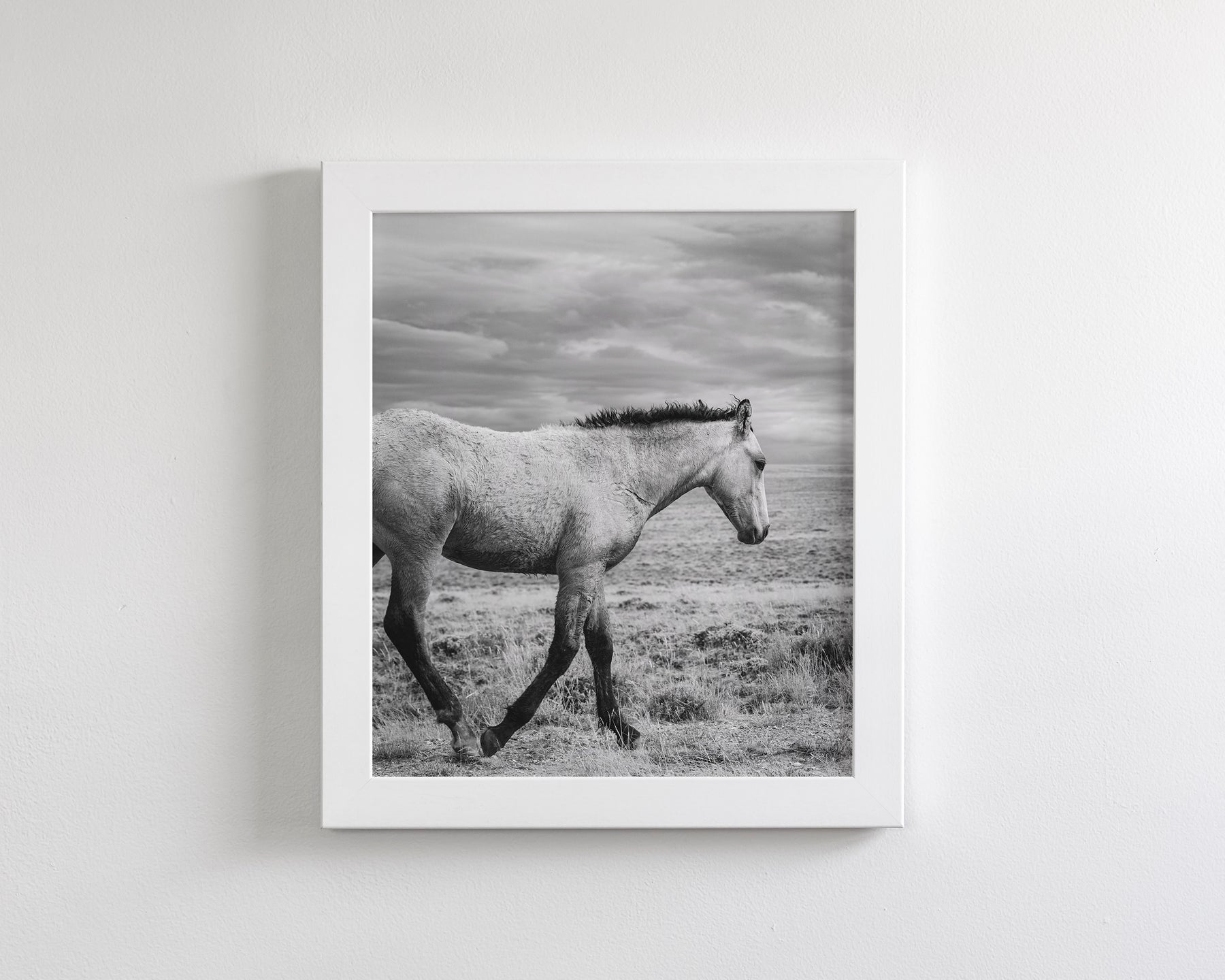 Young Buckskin Run