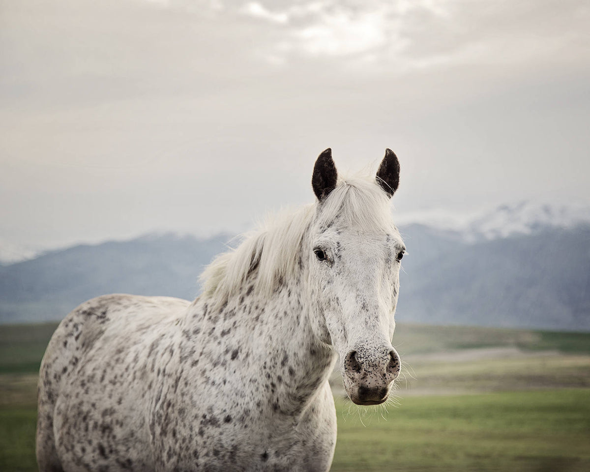 Freckles Appaloosa Horse