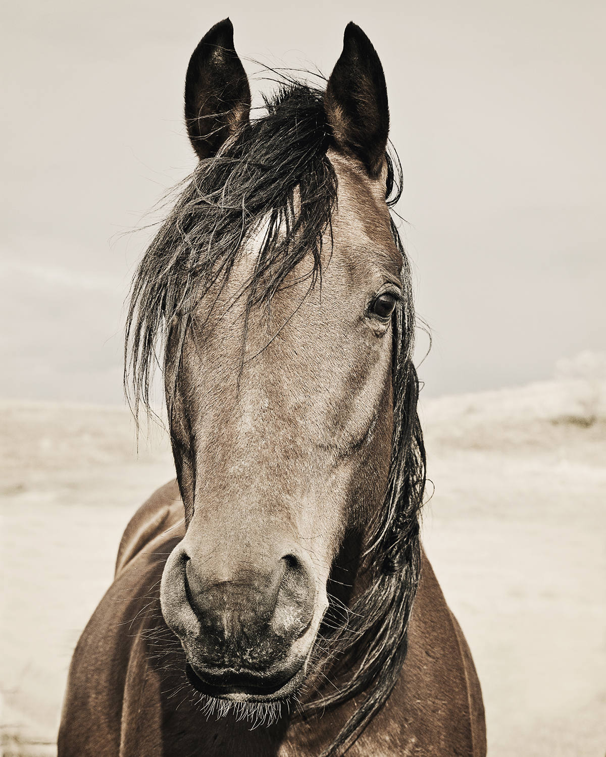 Desert Horse Portrait